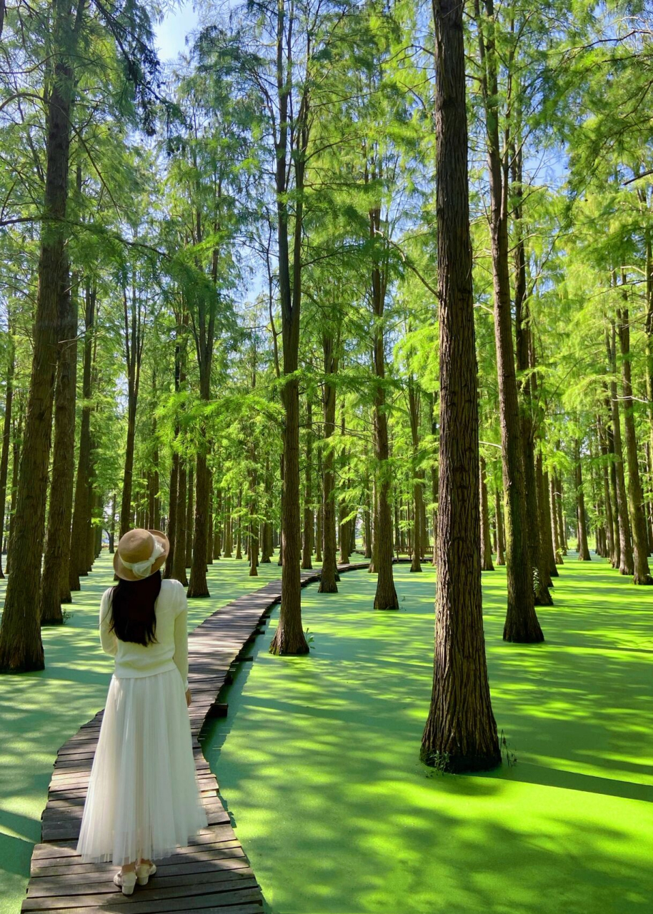 扬州旅游|水上森林|渌洋湖湿地公园 99扬州市江都区江龙公路邵伯镇