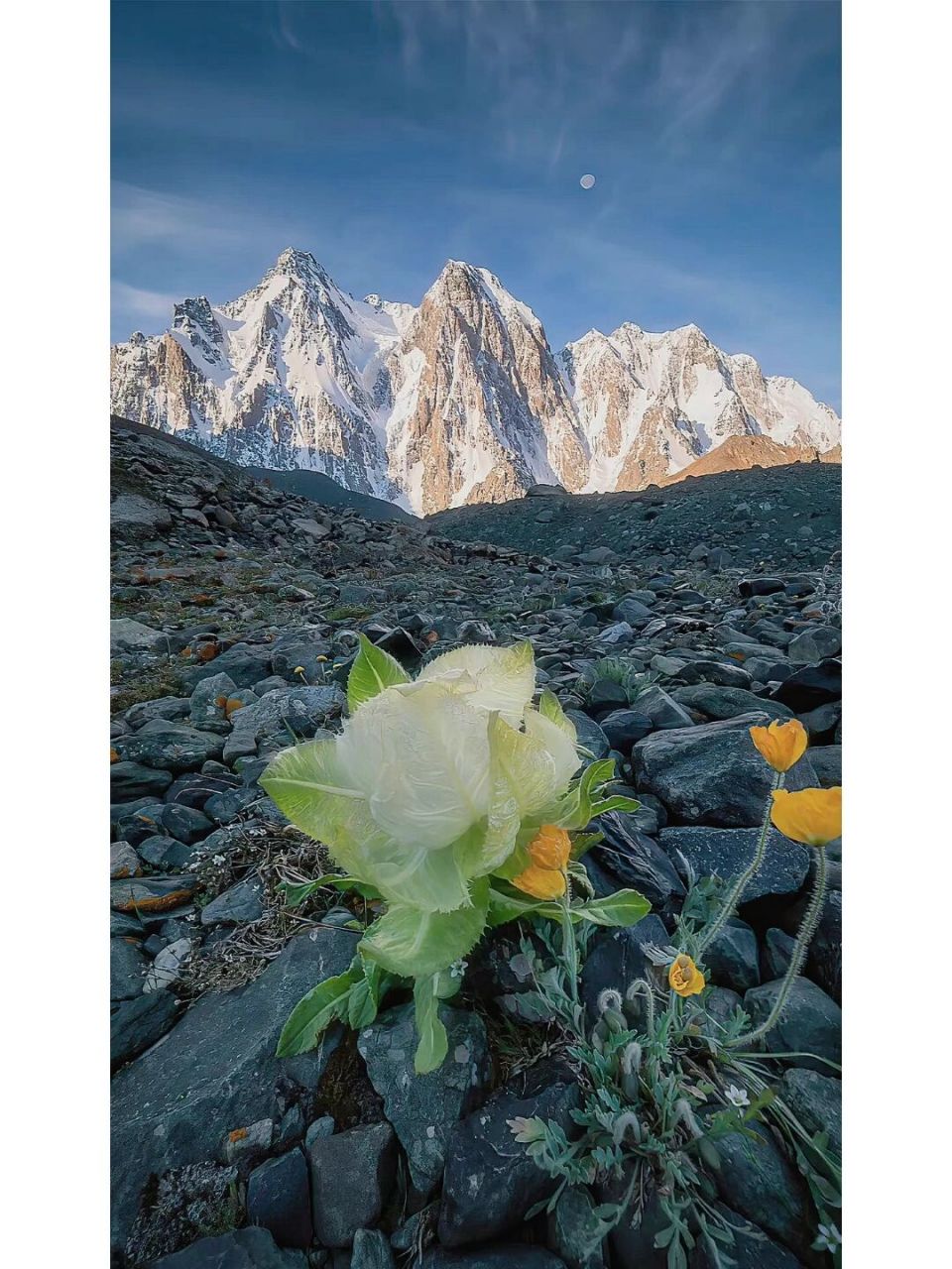 极致的美|雪莲花 雪莲花生长在海拔5000米左右的雪山脚下,五年才能