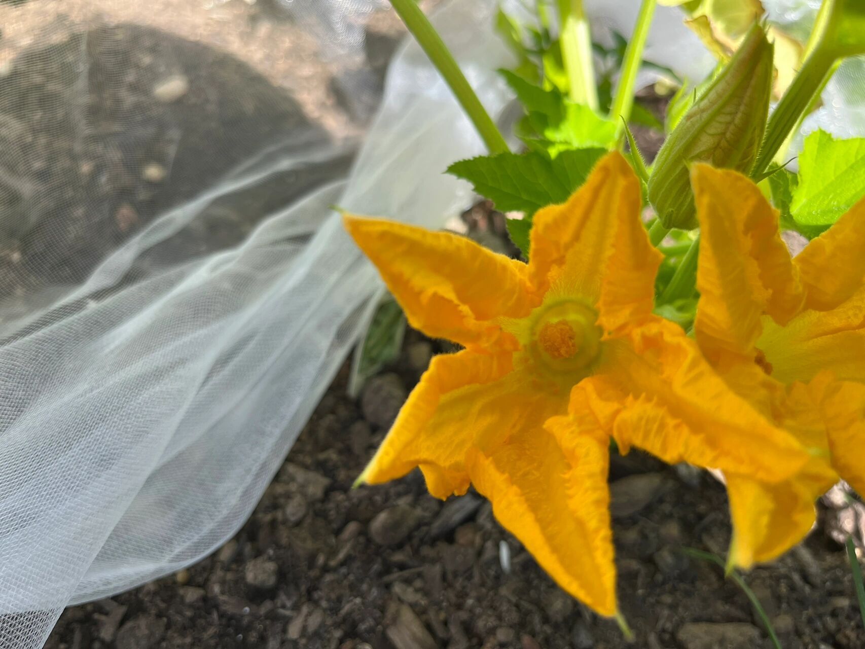 求助,西葫芦如何分辨雄花雌花? 我的西葫芦今天开了三朵花.