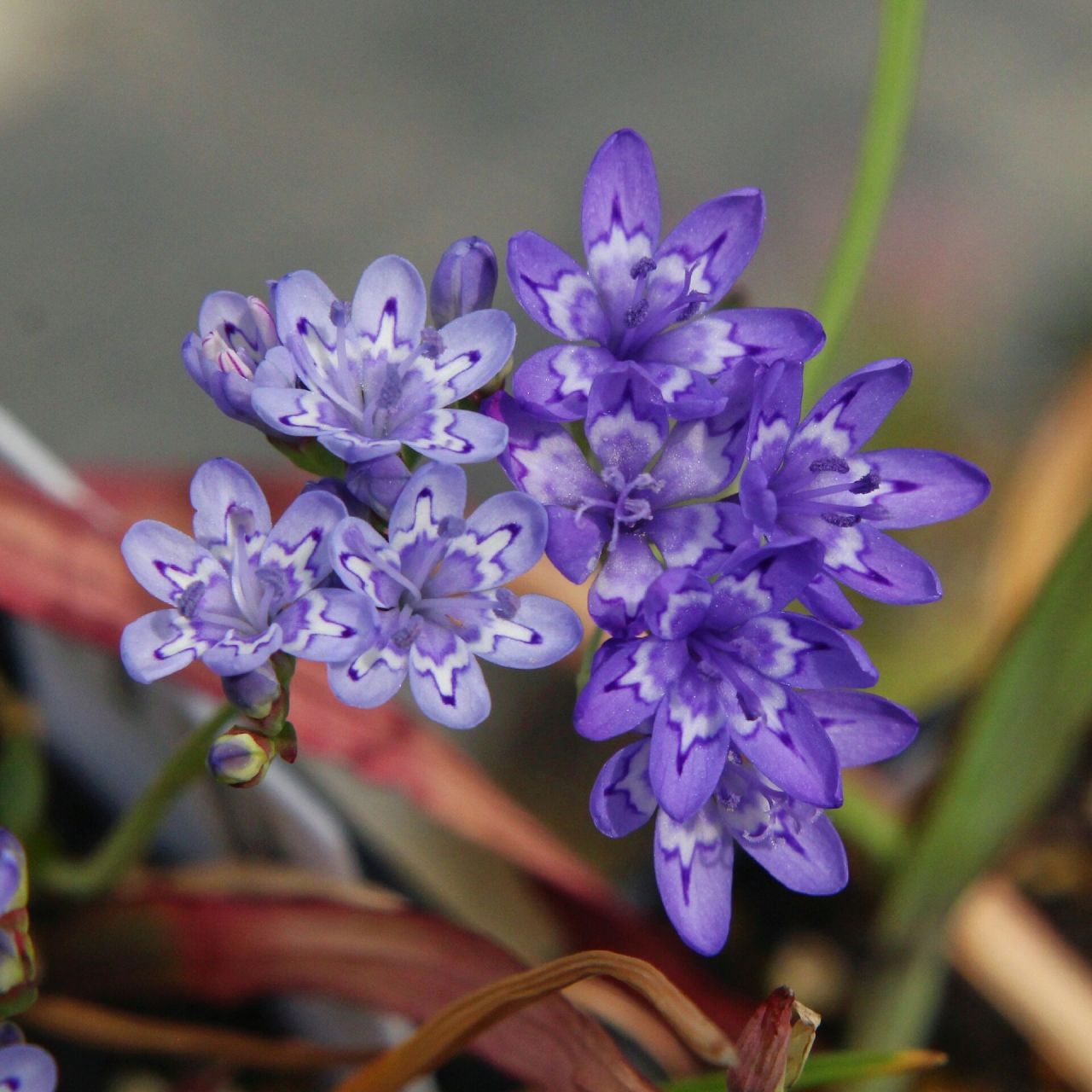 codonorhiza corymbosa pale 钟根鸢尾浅色个体/伞花钟根鸢尾浅色