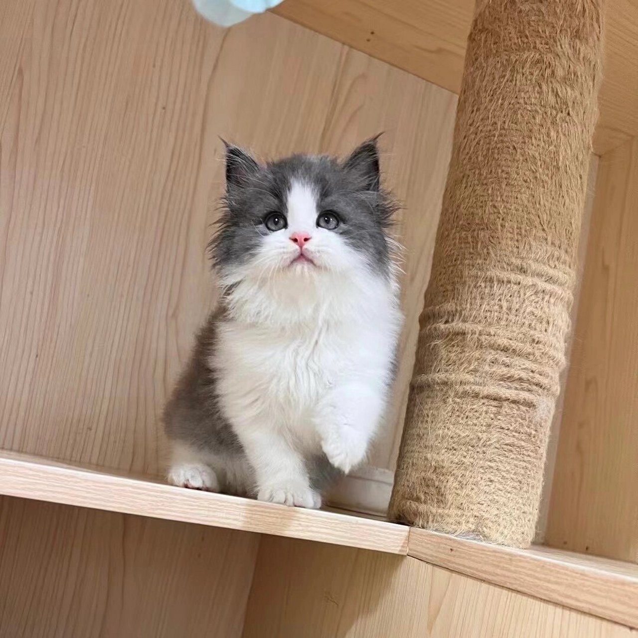 超可爱的蓝白长毛高地 颜值天花板的那种哟! 五粉满背通脖