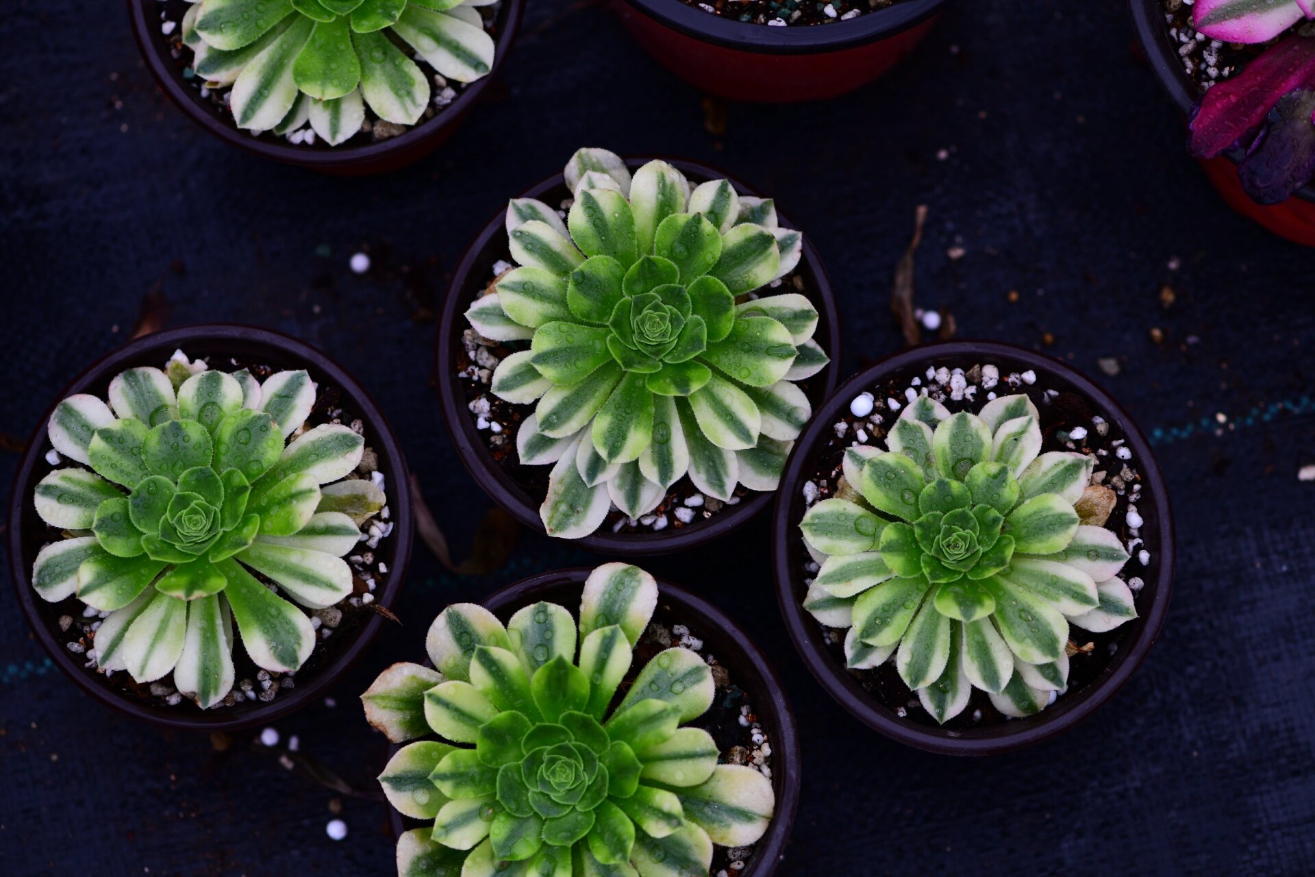 金丝翡翠法师锦 金丝翡翠法师是景天科莲花掌属的多肉植物,为绿羊绒