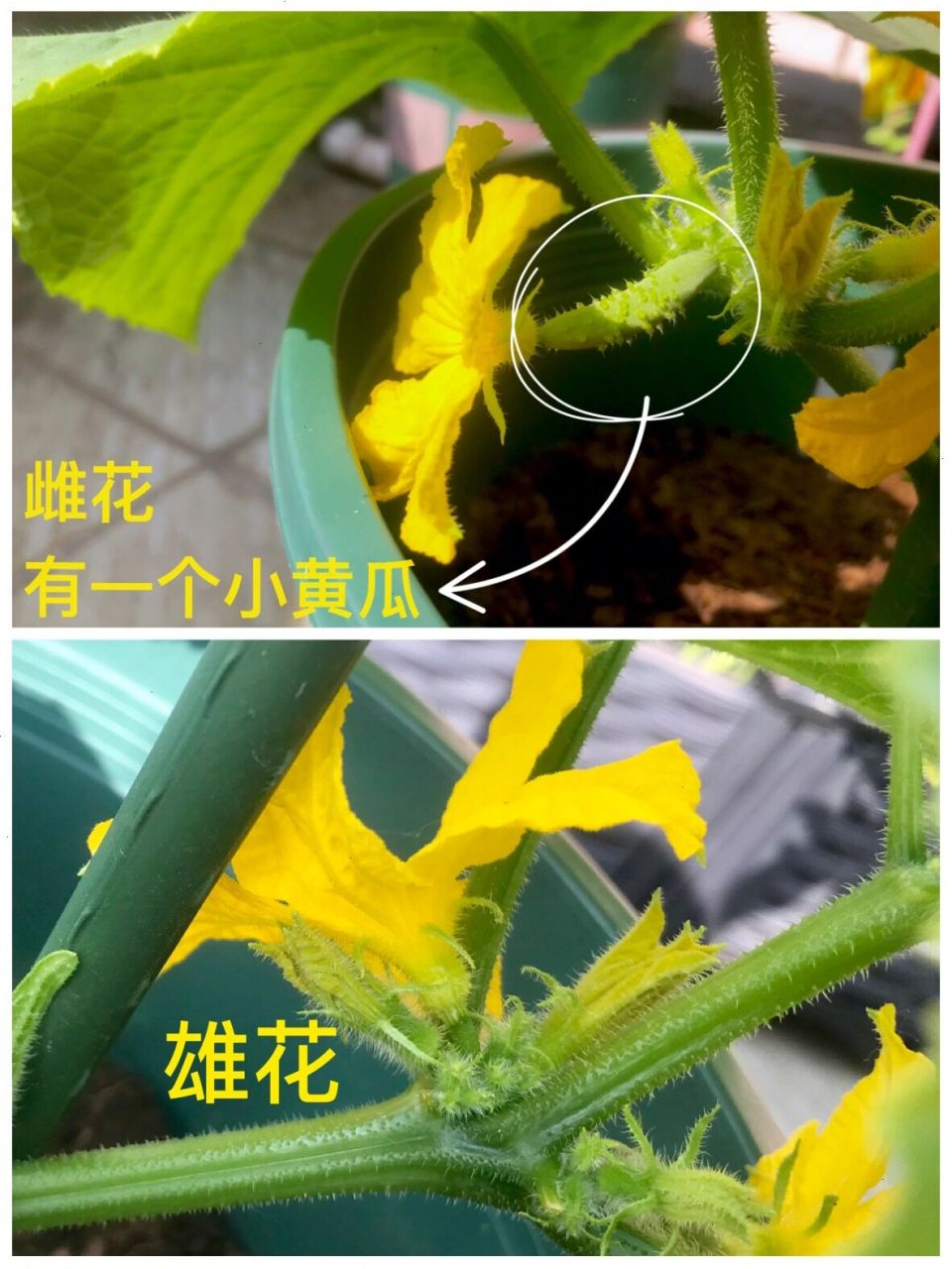 p1,花底部有一根小黄瓜的是雌花,没有的则为雄花.