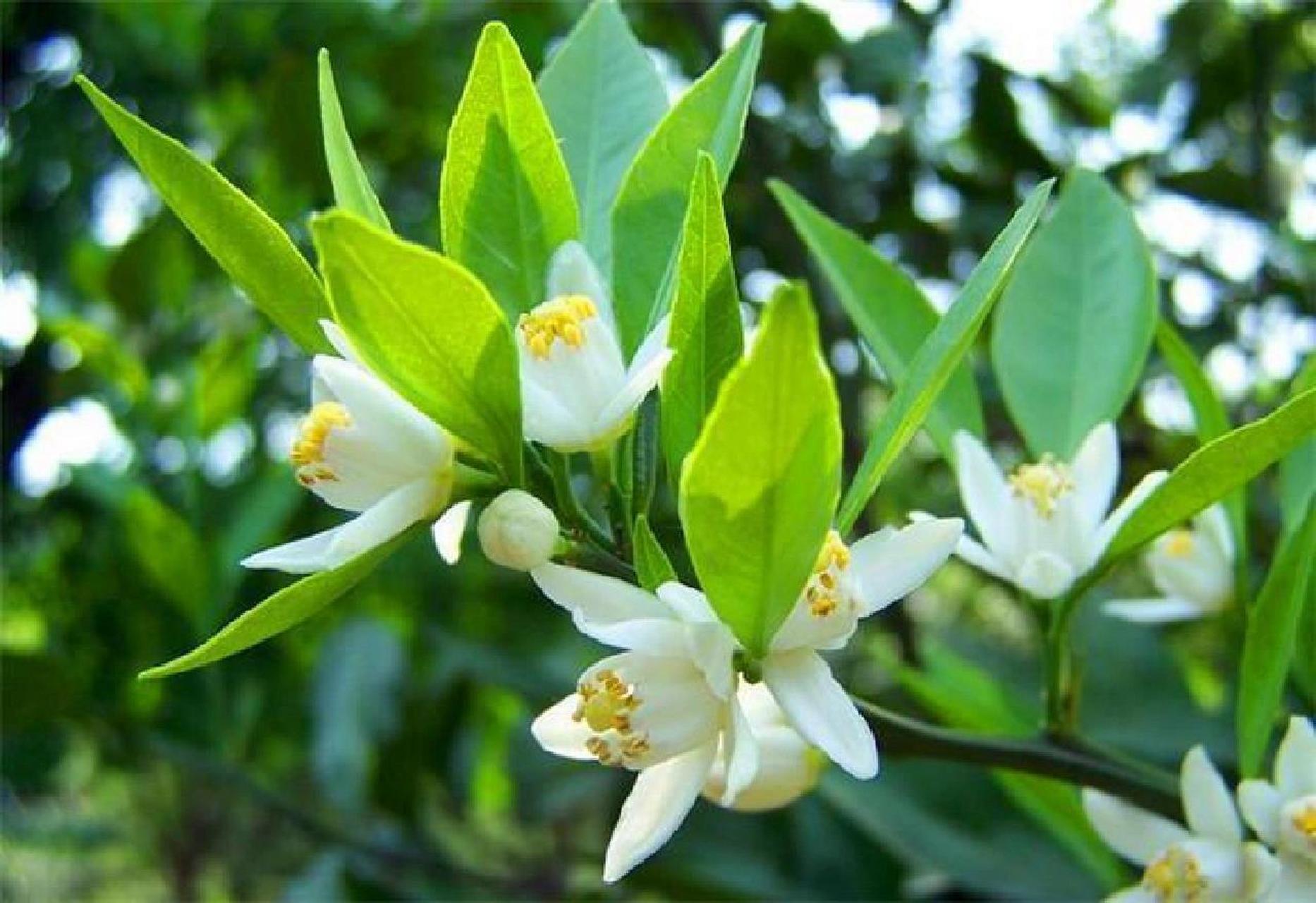 200种花名分享〕143/200——橘子花 橘子花的花语清纯,素雅,美满,它