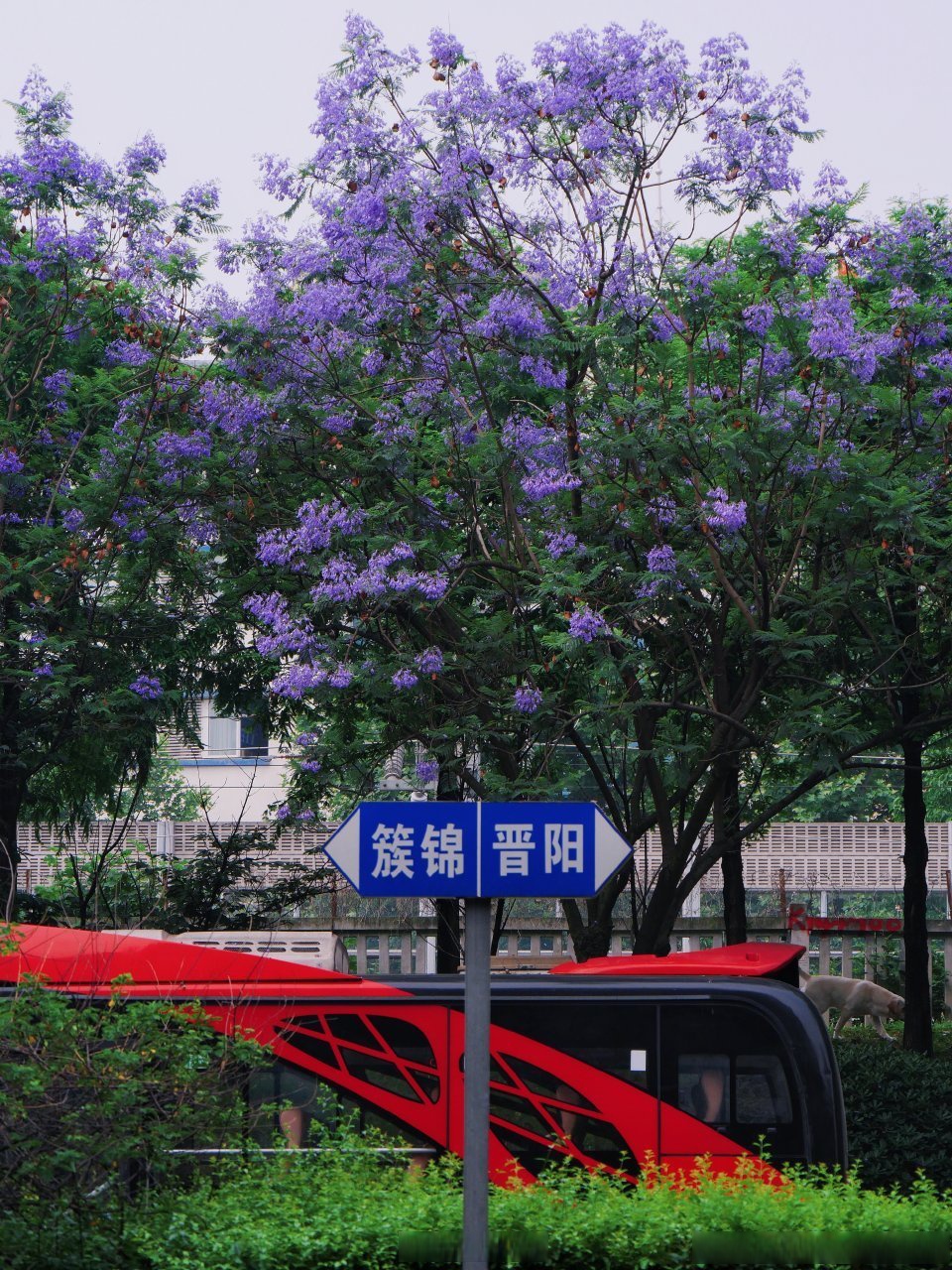 位于成都武侯区的武晋路,整个蓝花楹花道长约1700米每年都要惊艳无