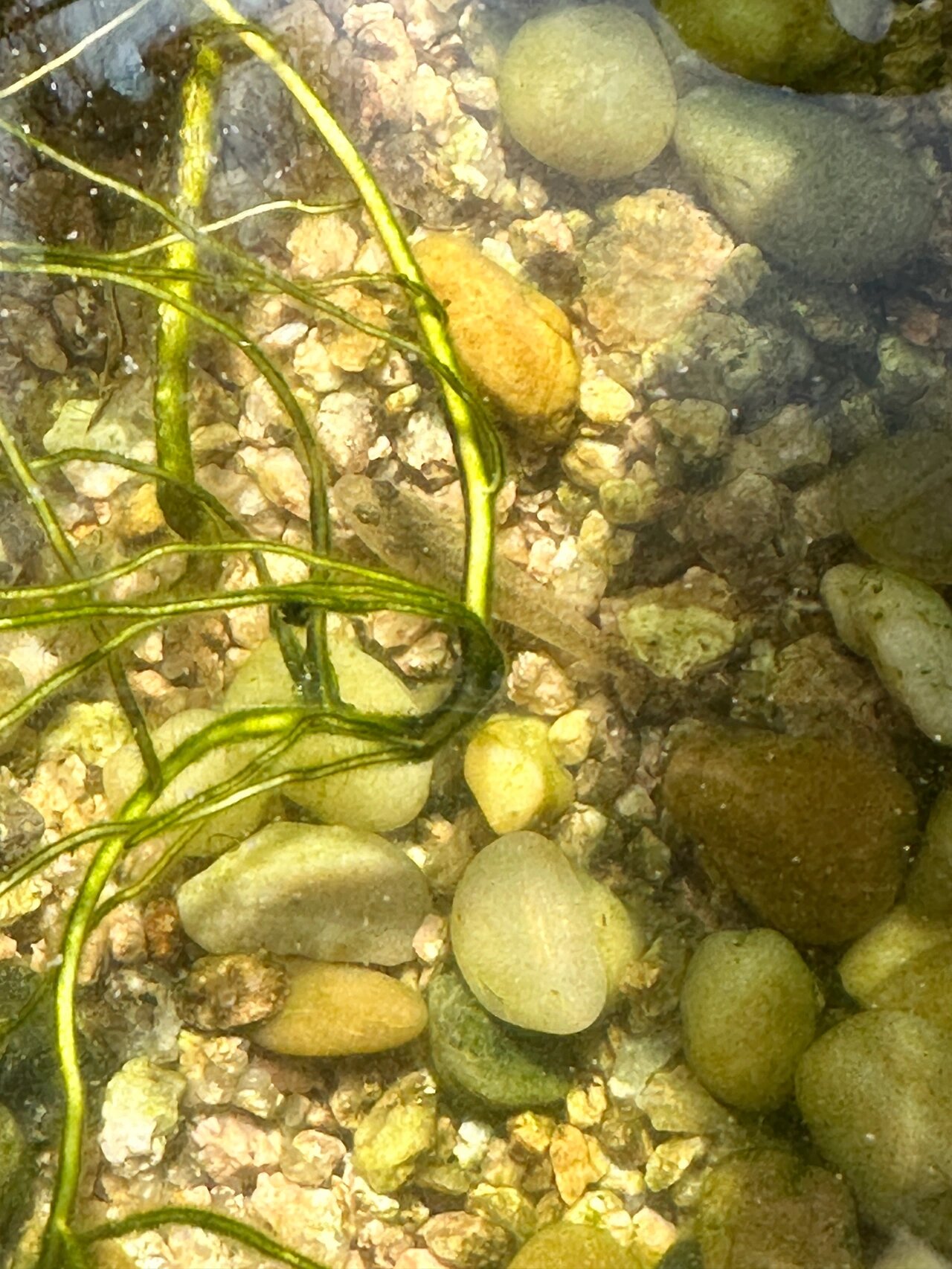 虾虎鱼 这鱼我们这里的土话叫土拨鱼,学名虾虎鱼 会伏在河边石头上 这