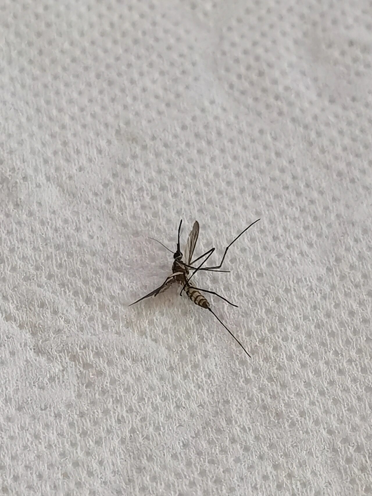 广东冬天的蚊子有多大?