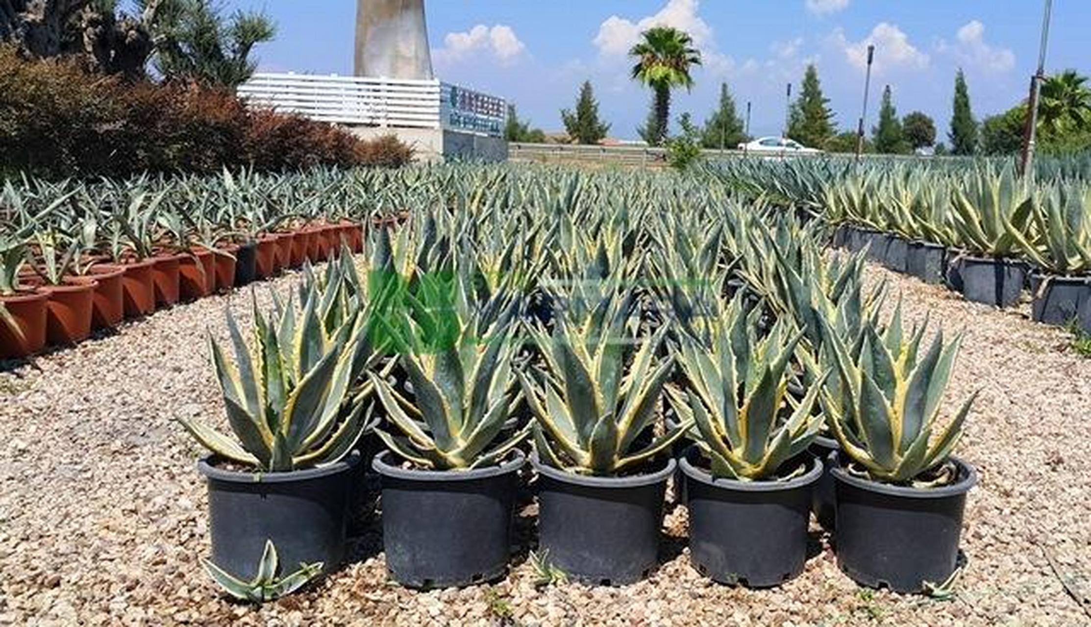 金边龙舌兰(agave americana marginata),它的边缘以其醒目的杂色