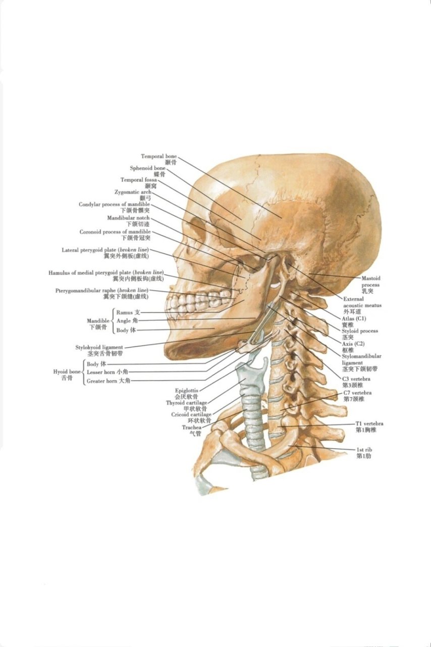 重要的骨性标记点 脑颅骨:上项线,下项线,枕外隆突,颞骨乳突 肩胛骨