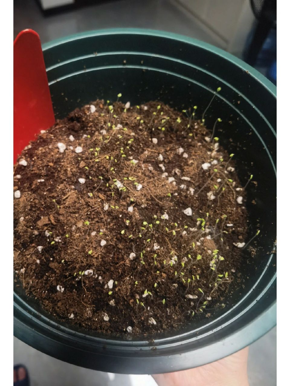 第一次种东西 我的薄荷发芽了!