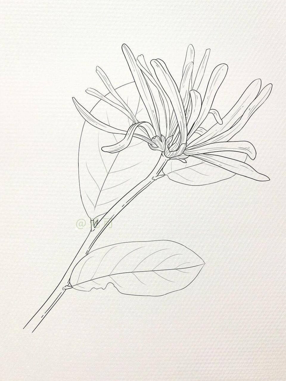 【花卉线稿】含步骤 红花檵木-百花计划15 没想到比较常见的灌木开花