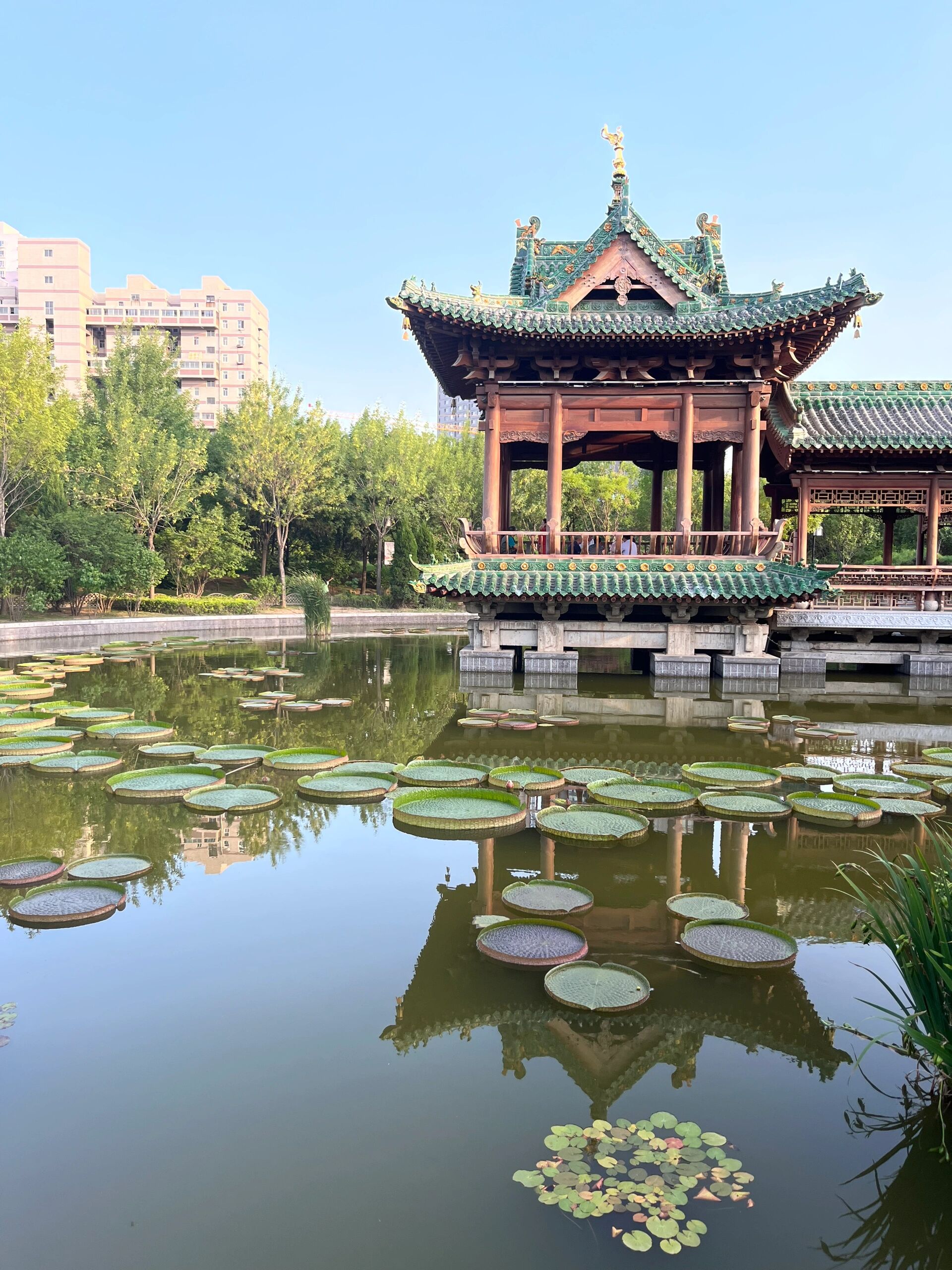 太原|迎泽公园7月25日王莲&荷花