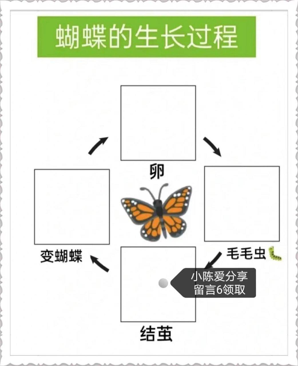 蝴蝶成长过程示意图图片