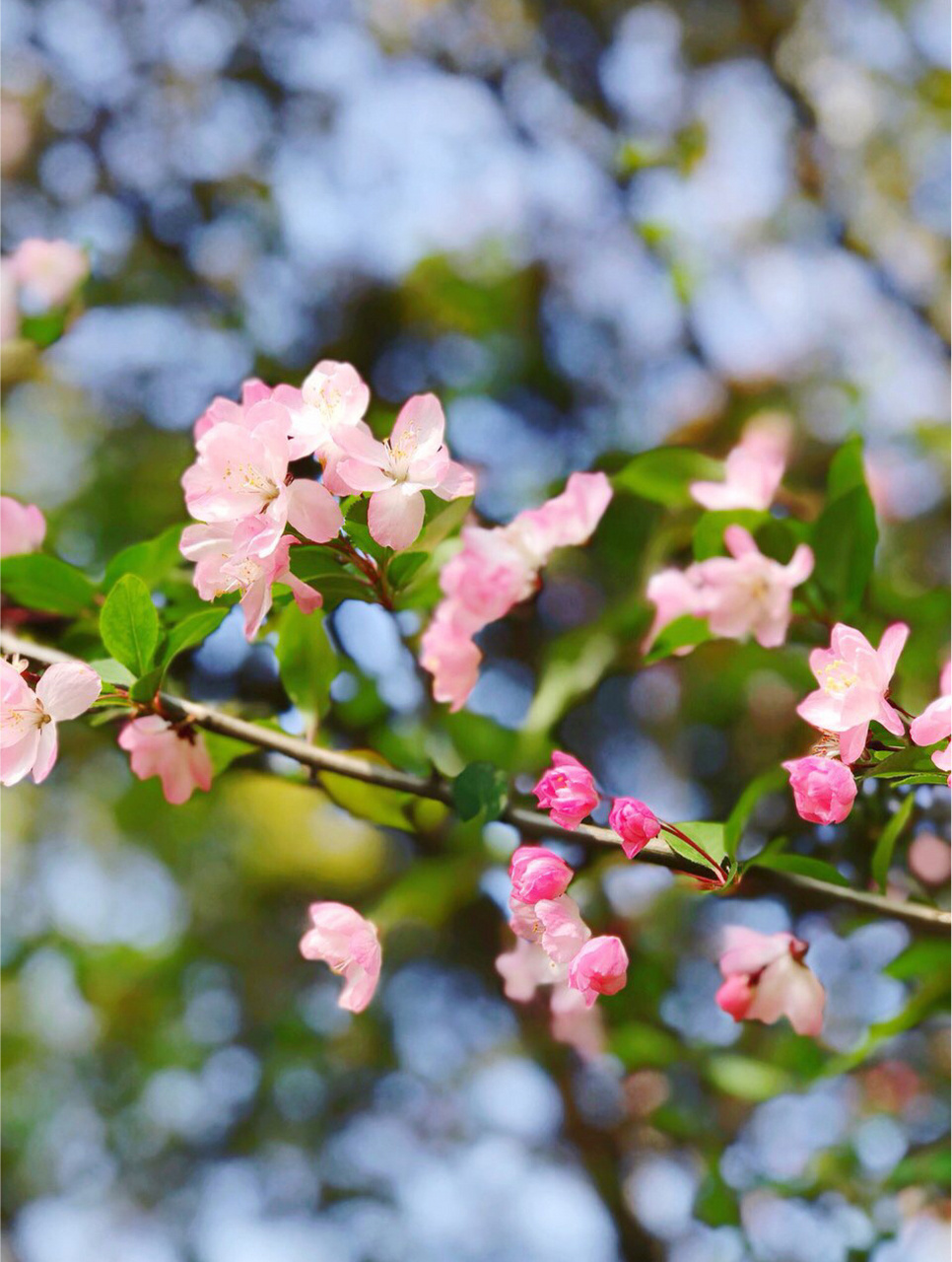 春天到,到处生机勃勃,就是路边也春意盎然,无处不美.