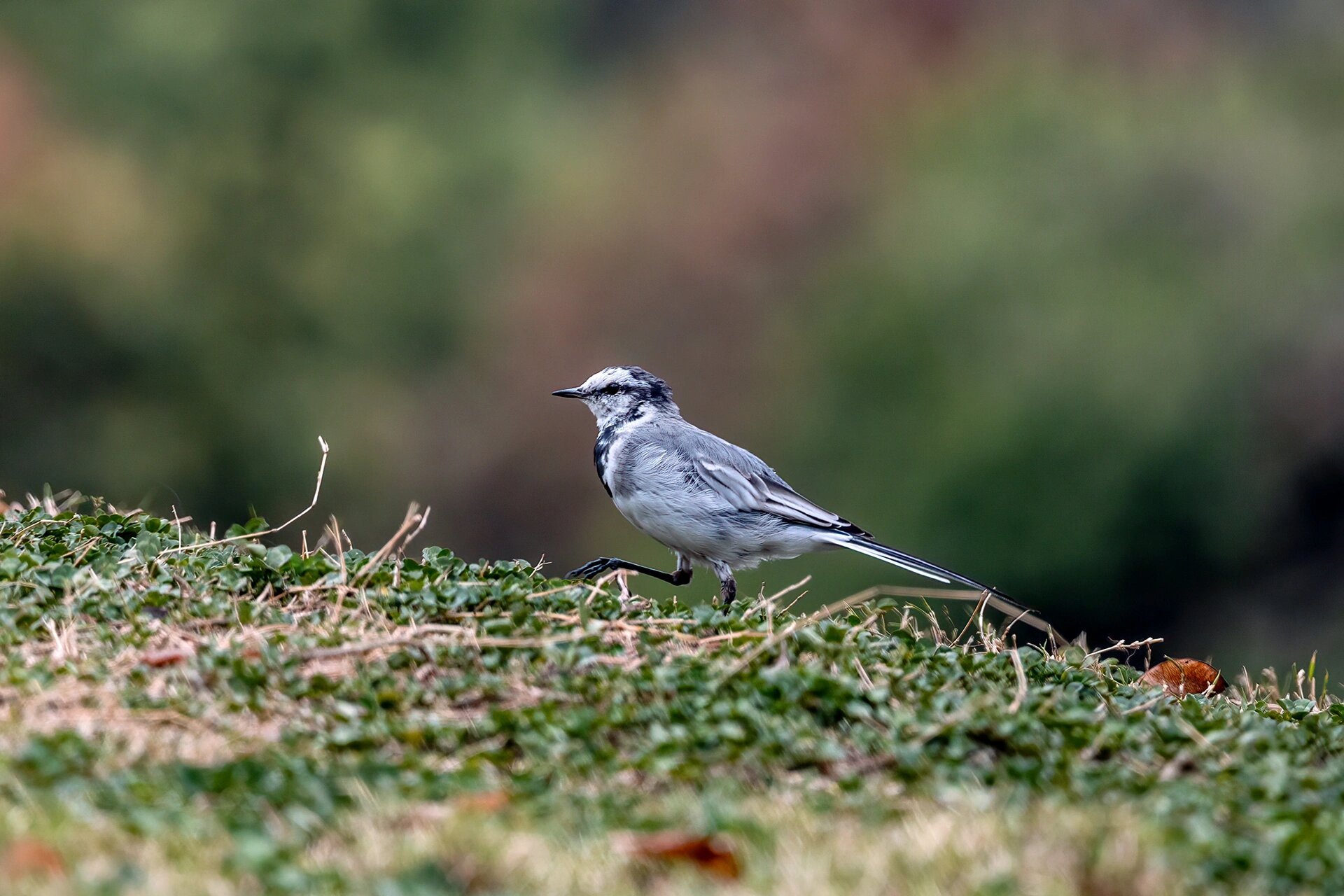 白颊噪鹛,白鹡鸰 白颊噪鹛,中型鸟类,体长21-25厘米,一般生活于平原至