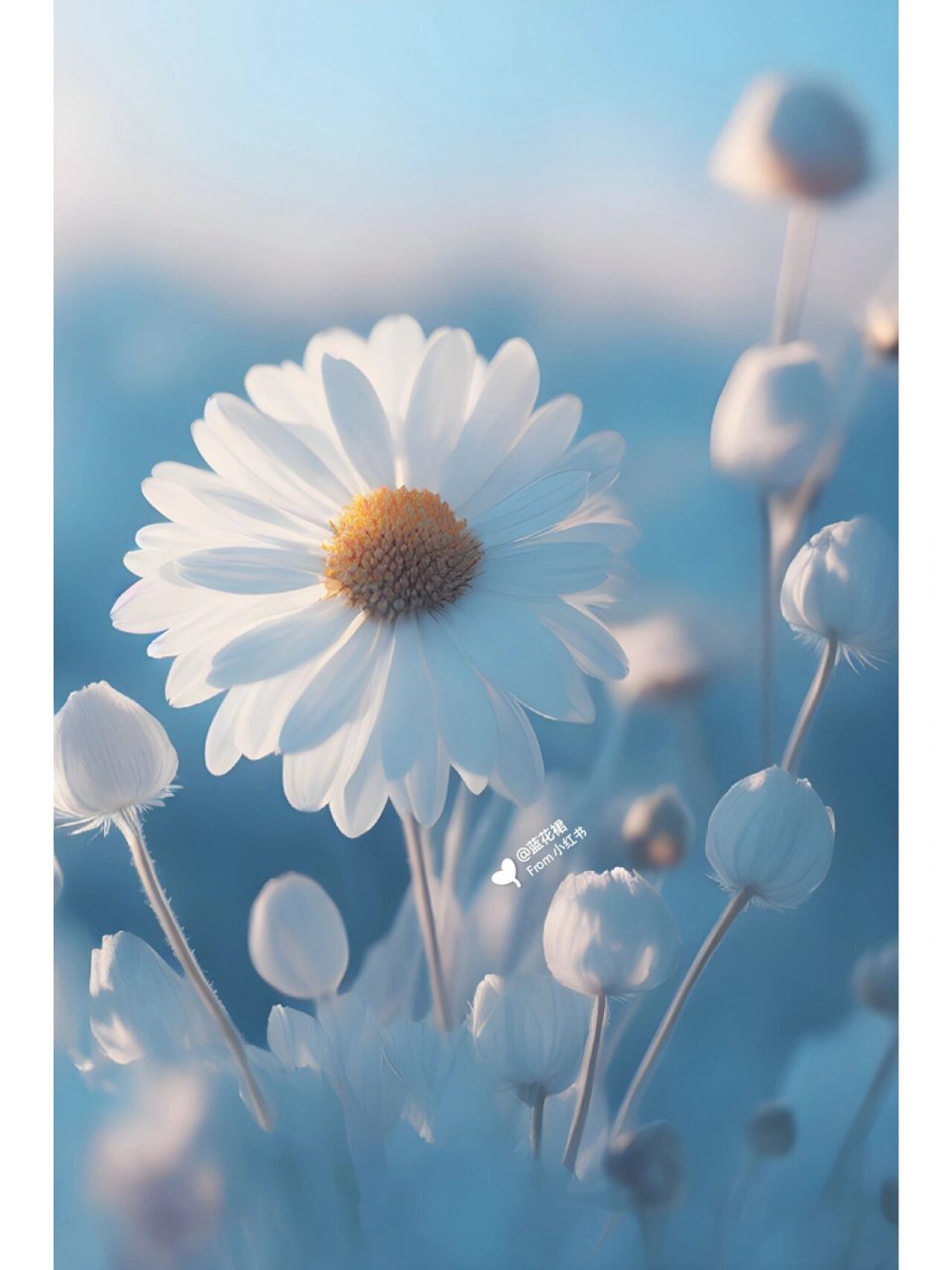 白色小雏菊的花语 #   雏菊花语繁多,其中最主要的还是暗恋,快乐和