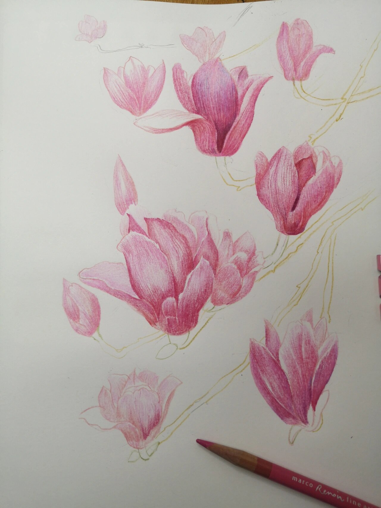 彩铅||玉兰花 超详细线稿 步骤图分享