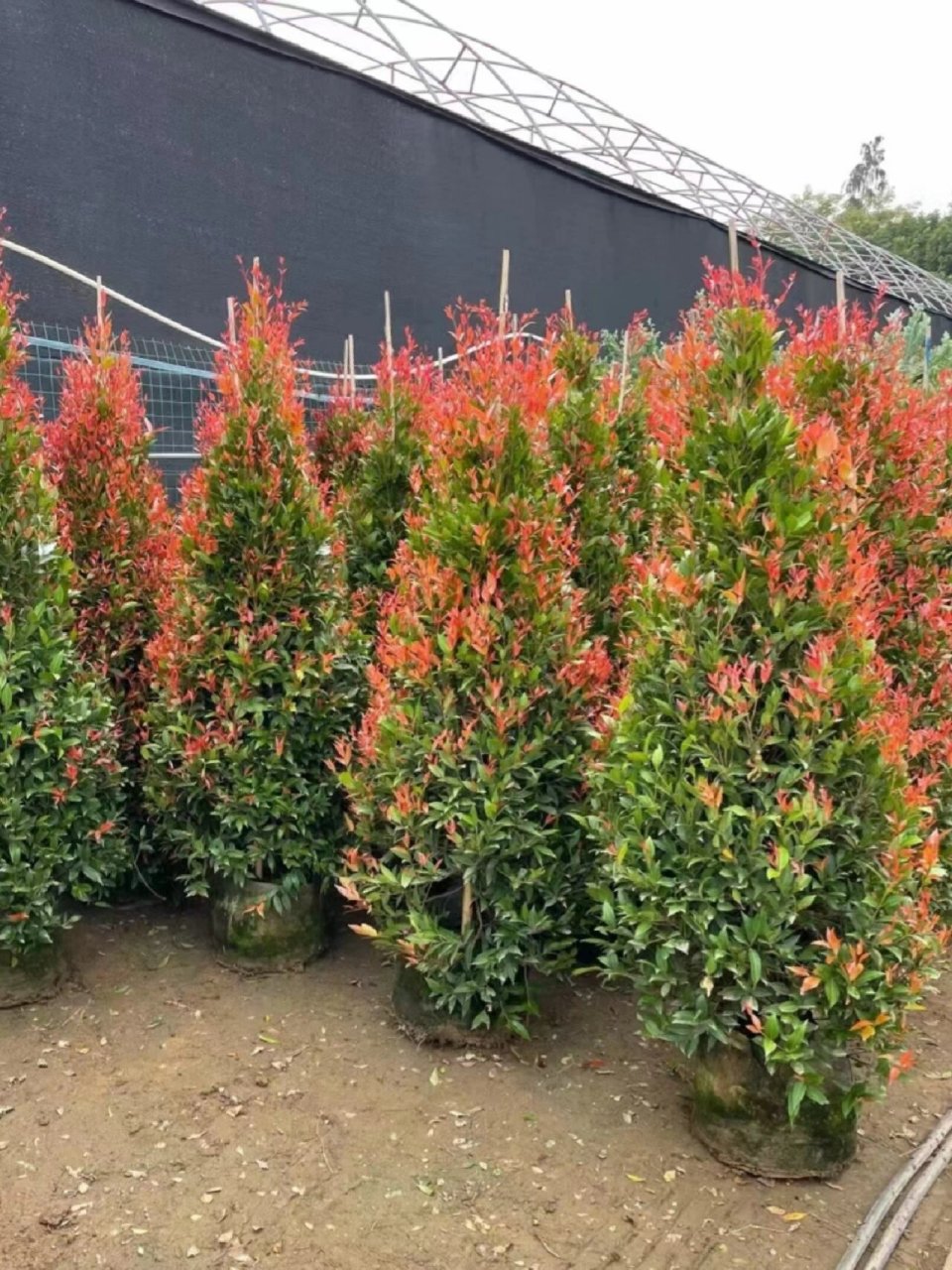 6 #室内植物# #闯入我生活的新奇植物# #绿植# #室内绿植# #我爱绿植