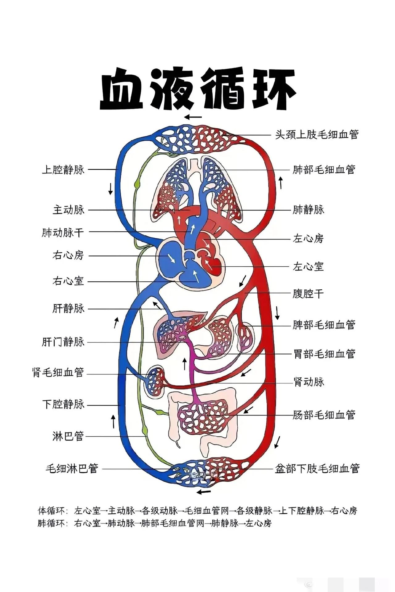 一图看懂人体血液循环
