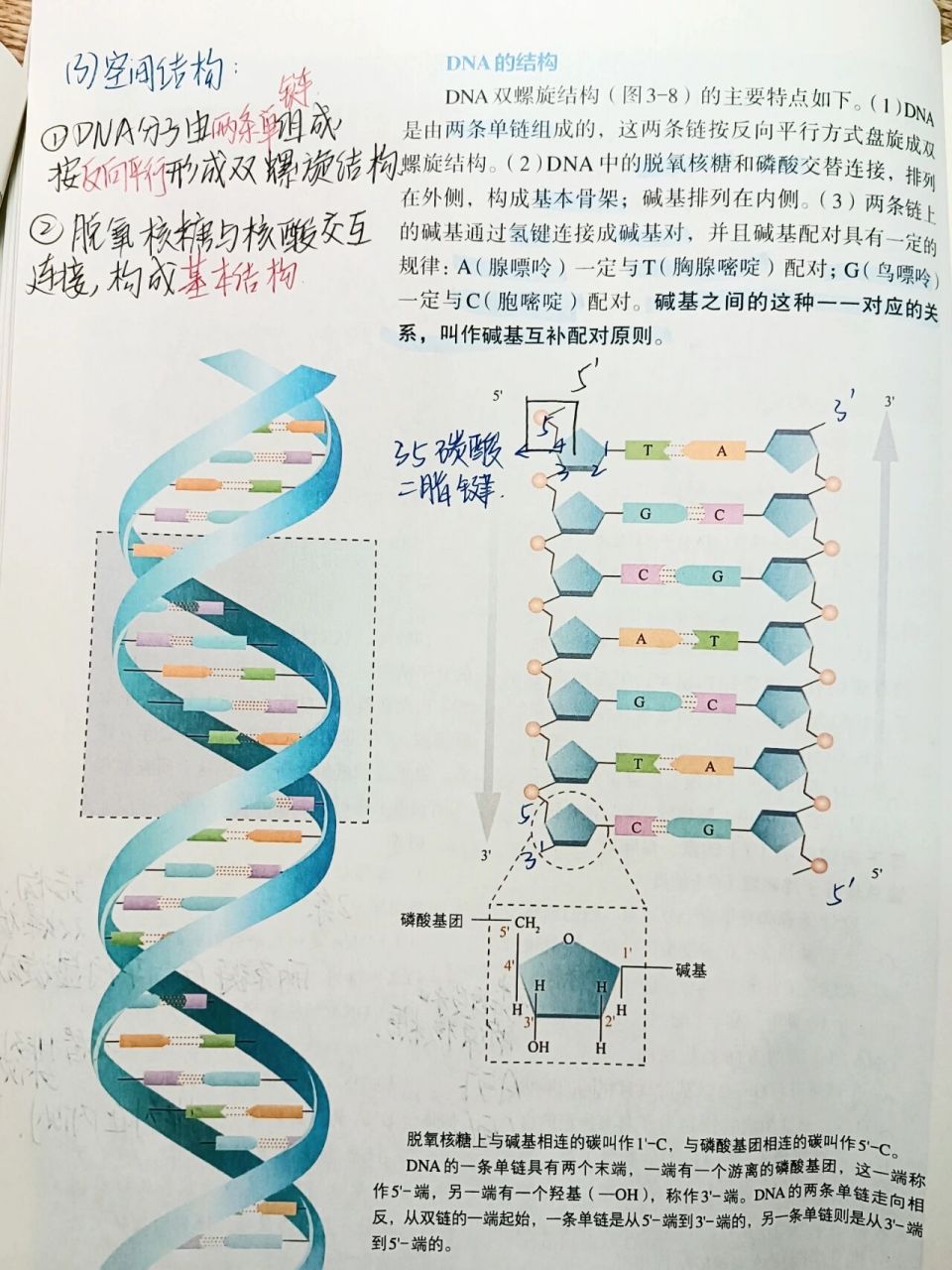 dna分子平面结构示意图图片