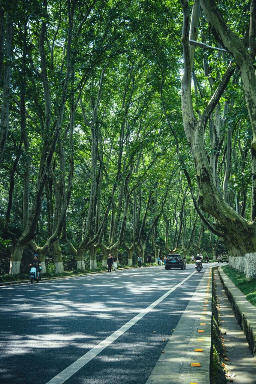 南京钟山陵陵园路梧桐大道紫金山路 南京必去网红打卡点 连接中山陵和
