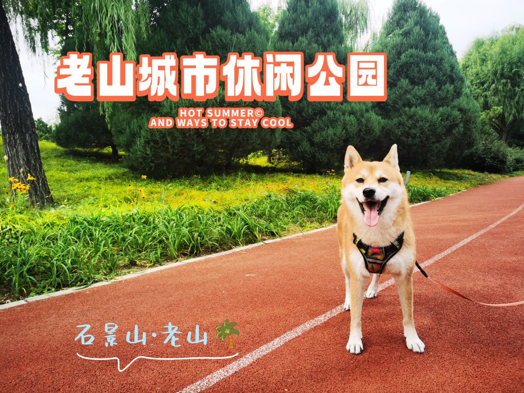 北京宠物友好公园【老山城市休闲公园】 炎热的夏天终于过去啦!