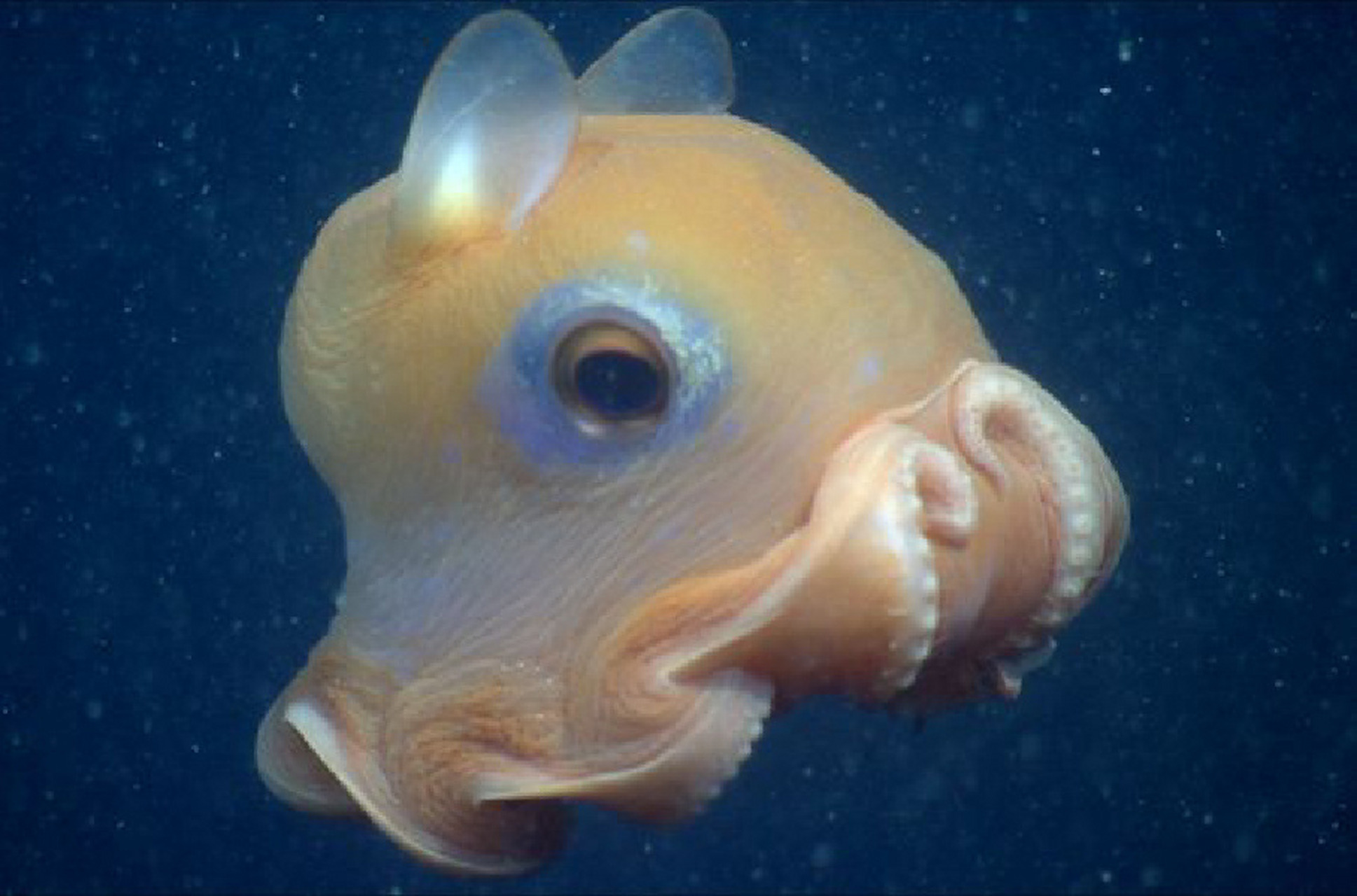 "漂落在深海的降落伞"---扁面蛸 扁面蛸(学名:opisthoteuthis