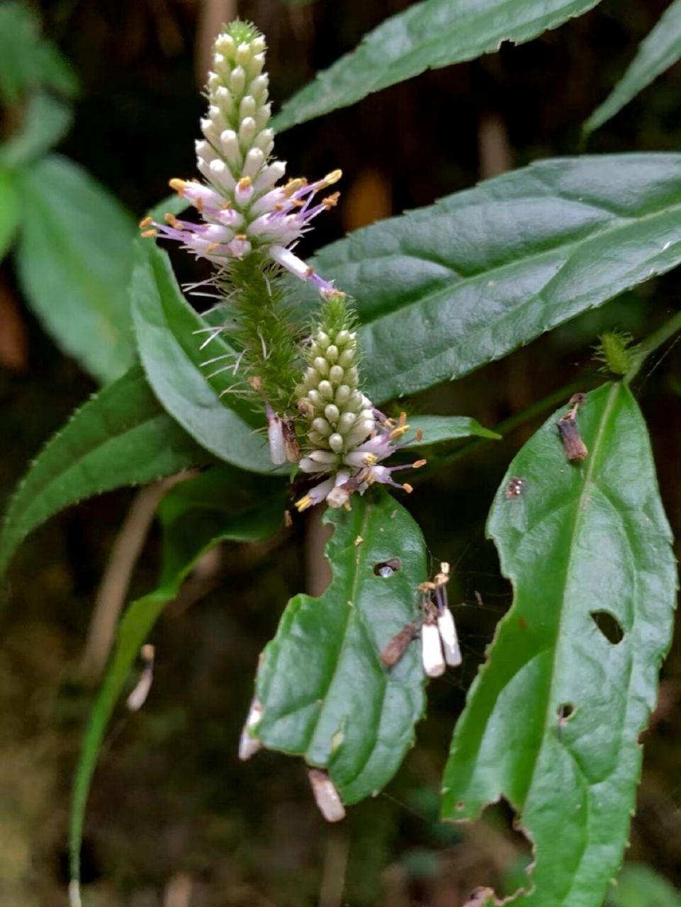 车前科,草灵芝属,细穗腹水草.也有新系统,把它归为腹水草属.