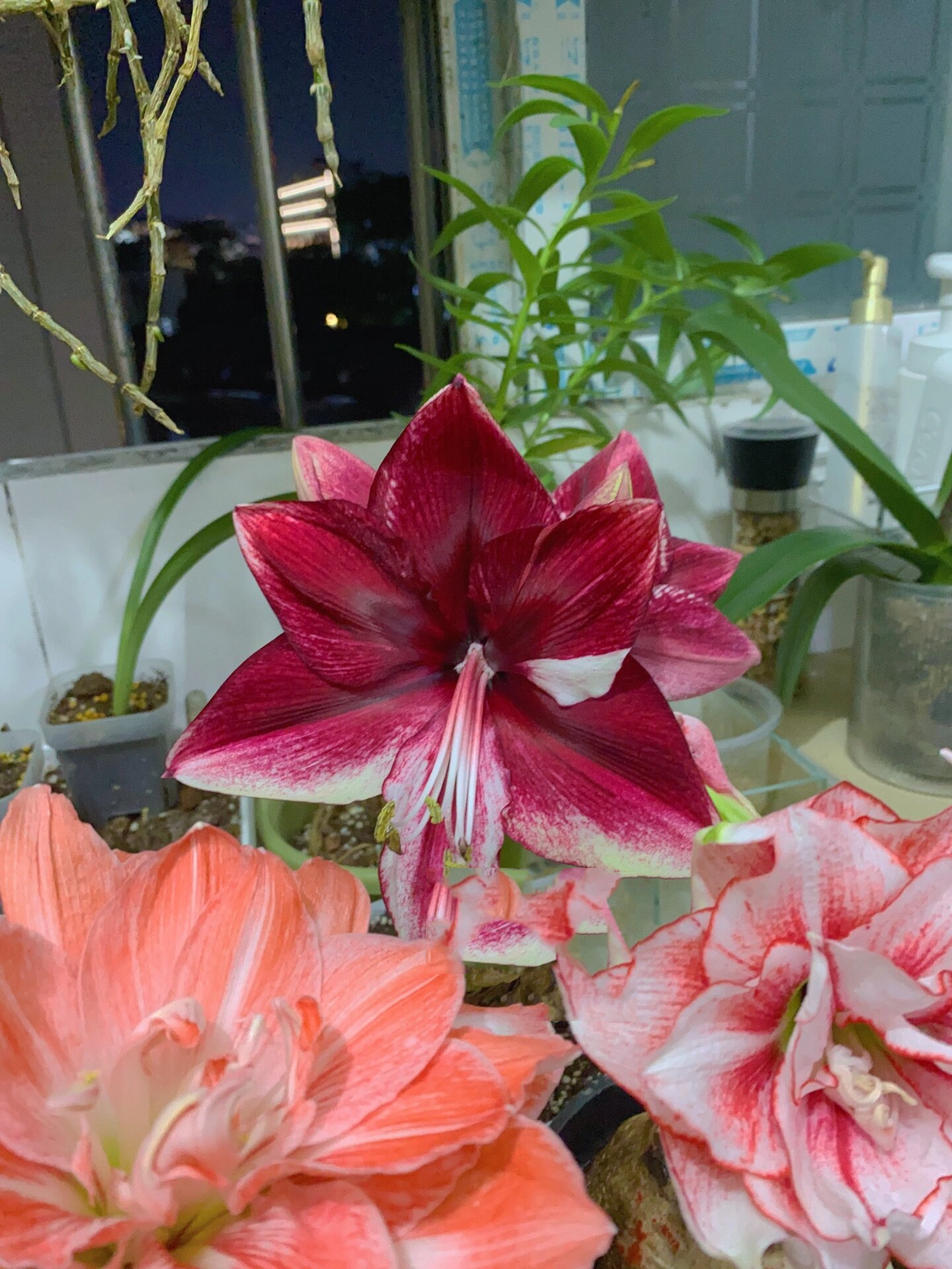 滑色的朱顶红-达芙妮