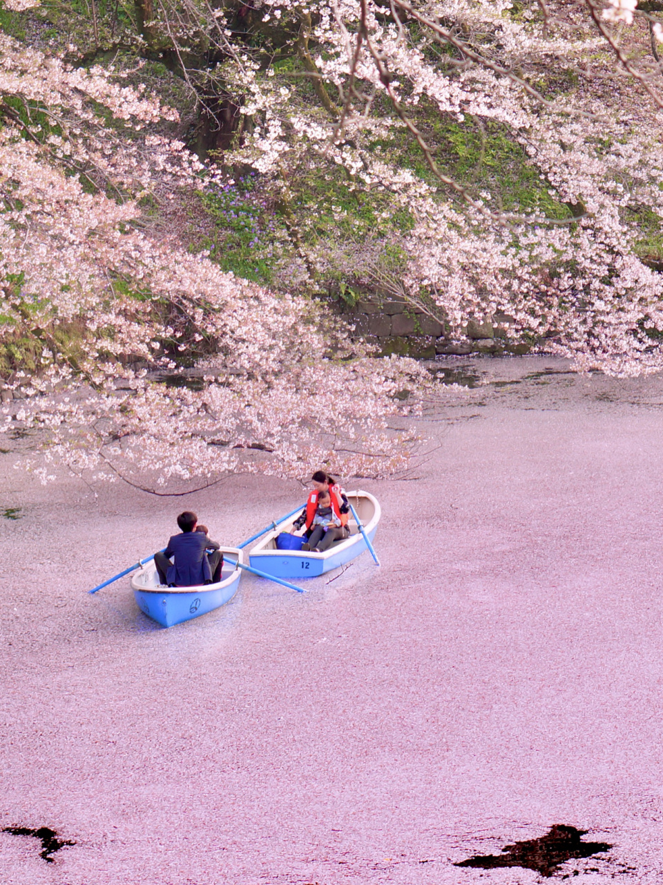 千鸟渊的樱花海太美了吧94 还遇到两只呆萌呆萌的柴犬[大笑]好可爱!
