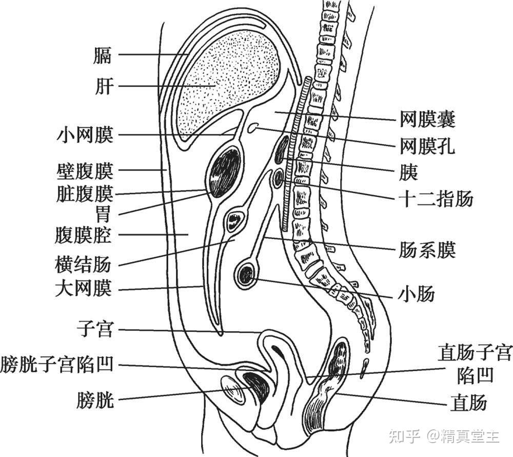 回肠位置图片