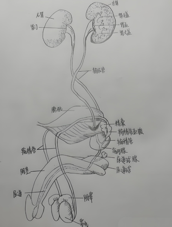 尿液排出需要经过肾脏,输尿管,膀胱和尿道这几个步骤