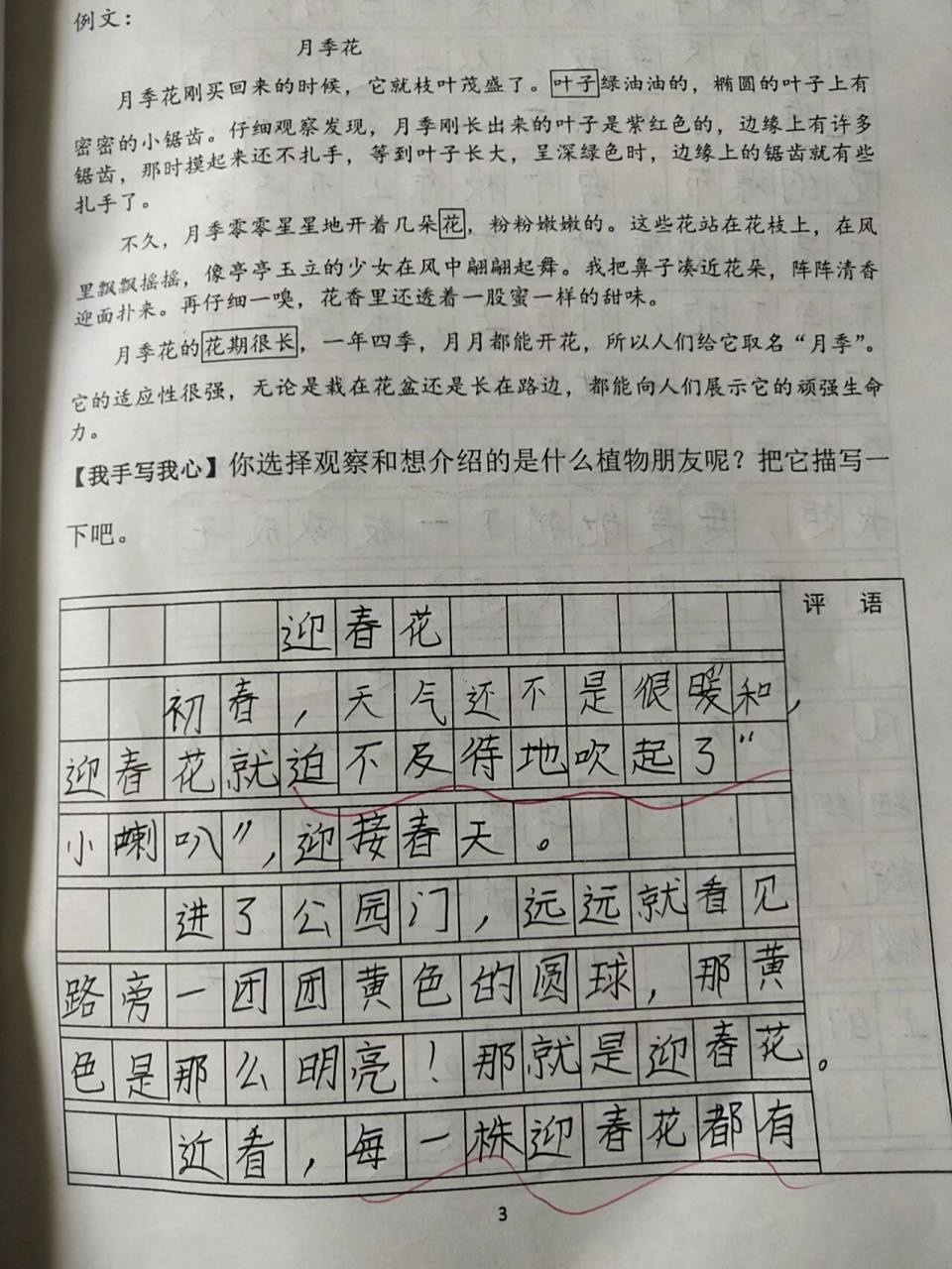 三年级下册第一单元作文‖迎春花