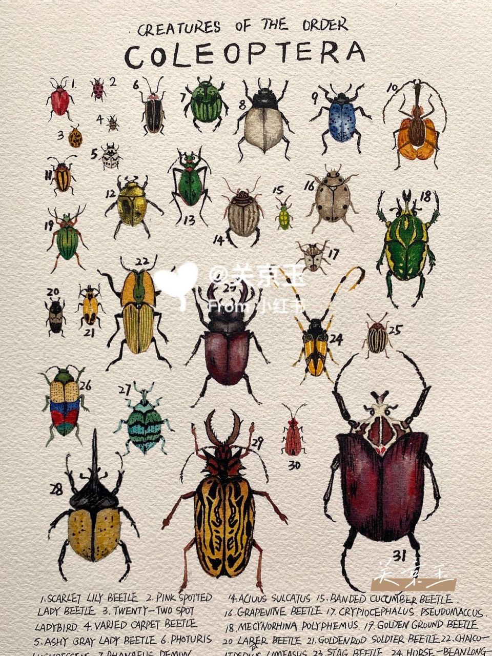 昆虫记图鉴4:鞘翅目(coleoptera) 鞘翅目(学名:coleoptera),别名"甲虫