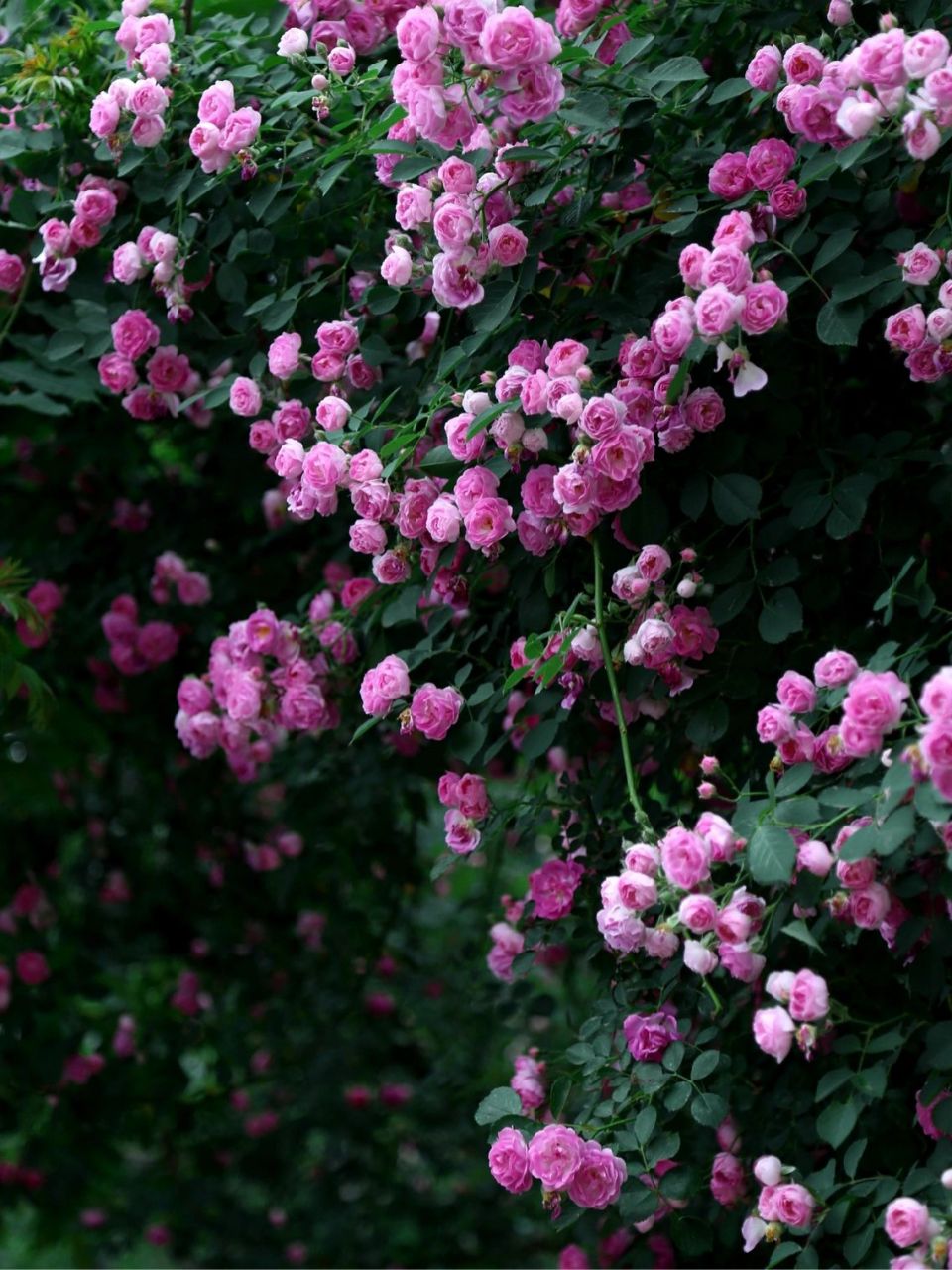 北京五月|浓香粉团蔷薇9494 小区奶奶种在一层小院,我拍照她浇水