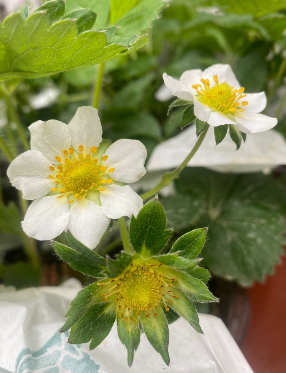 真红美玲草莓91花托特写7215 #草莓# #种草莓# #盆栽# #真红