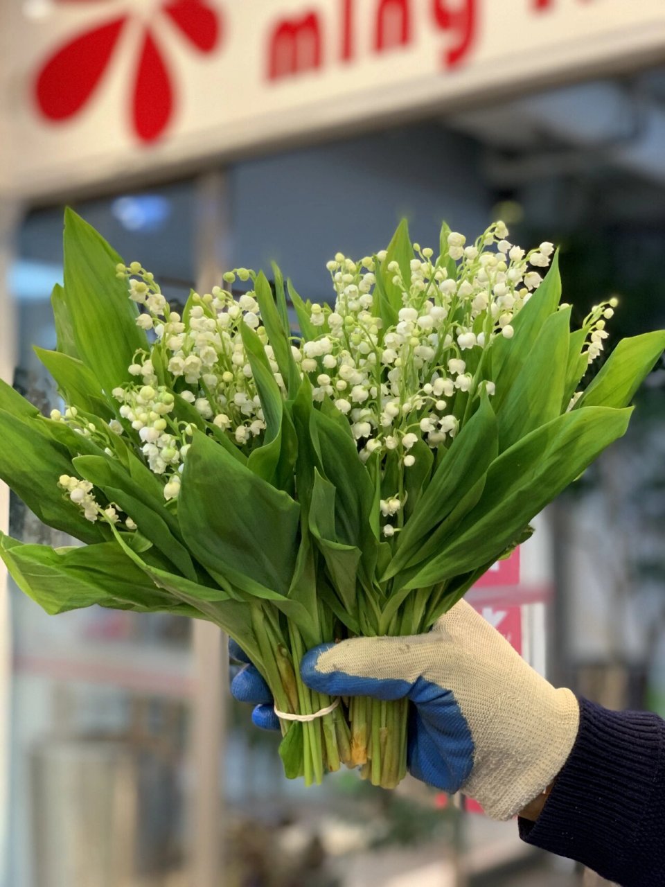 新娘手捧花铃兰花束一把25支.