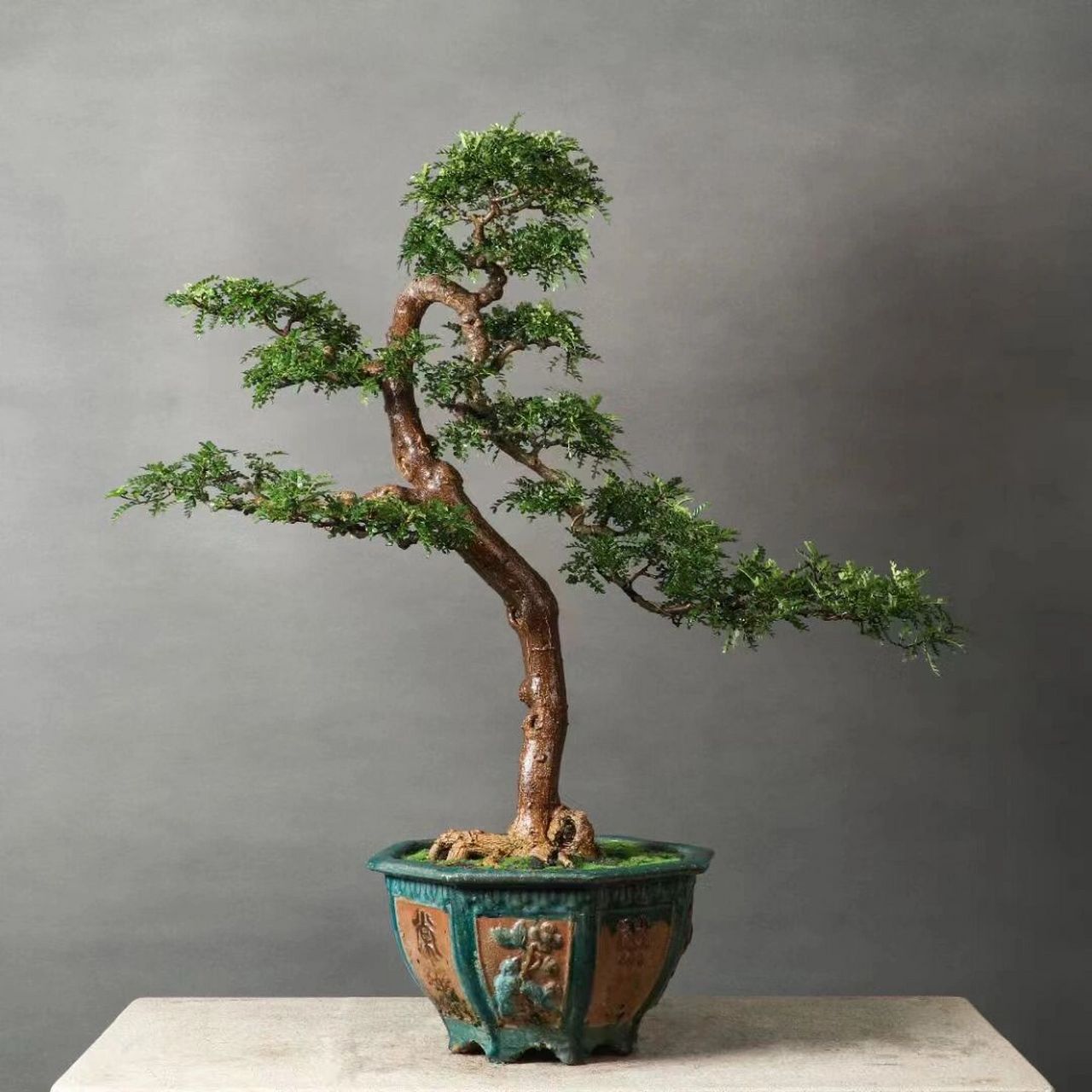 大文人老树桩胡椒木,苍老劲足,漏板头,身 大文人老树桩胡椒木,苍老