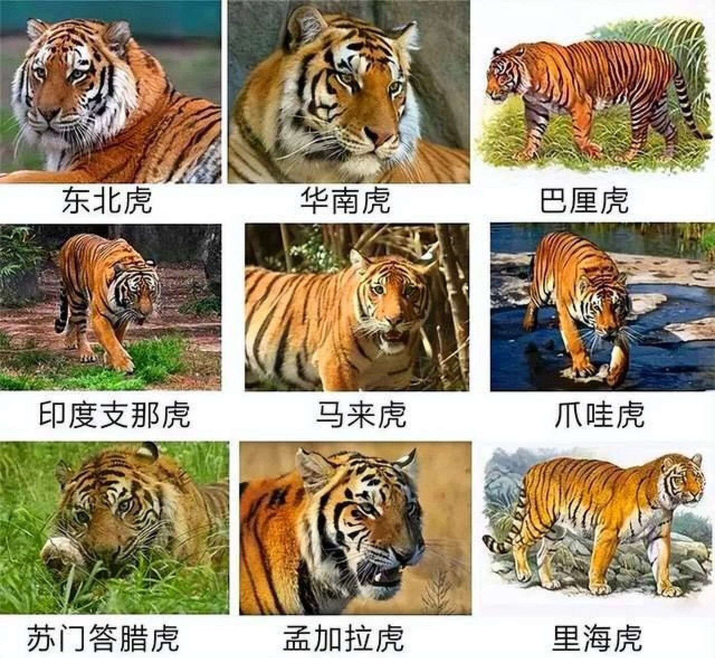 非洲虎的资料图片
