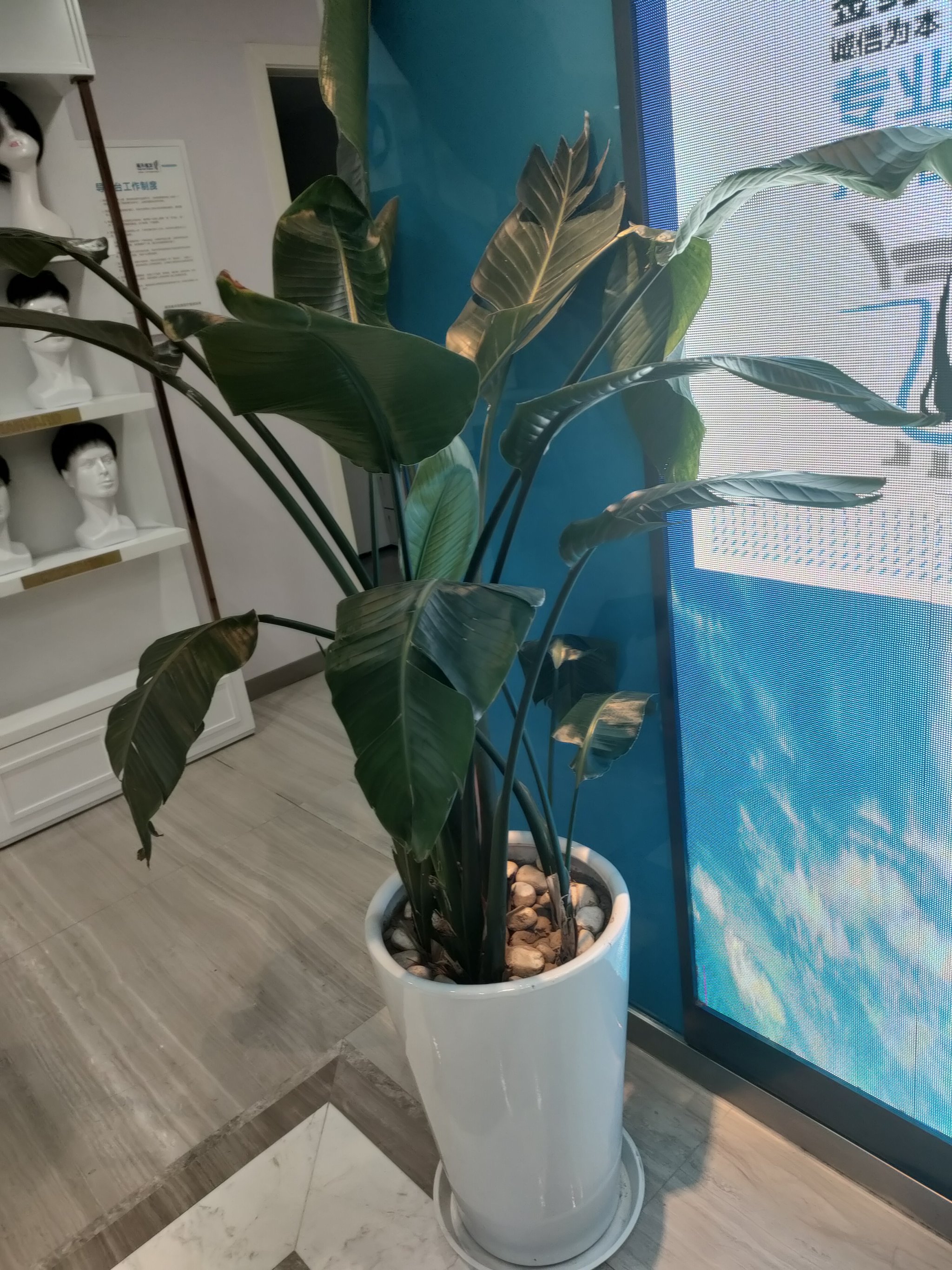 成都植发给力雍禾植发(成都雍禾种植毛发医院正规吗)