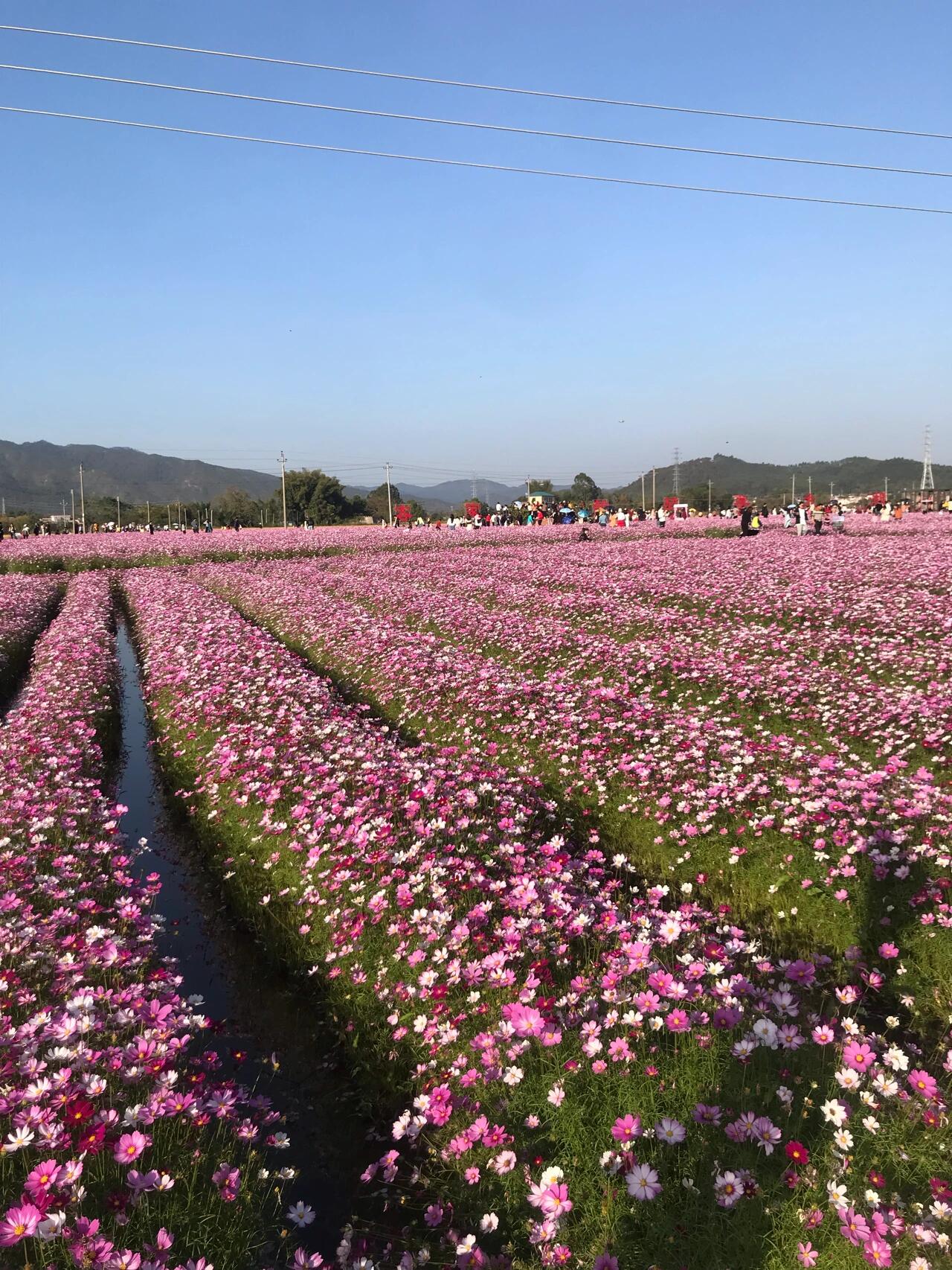 河源大湖寨花海图片