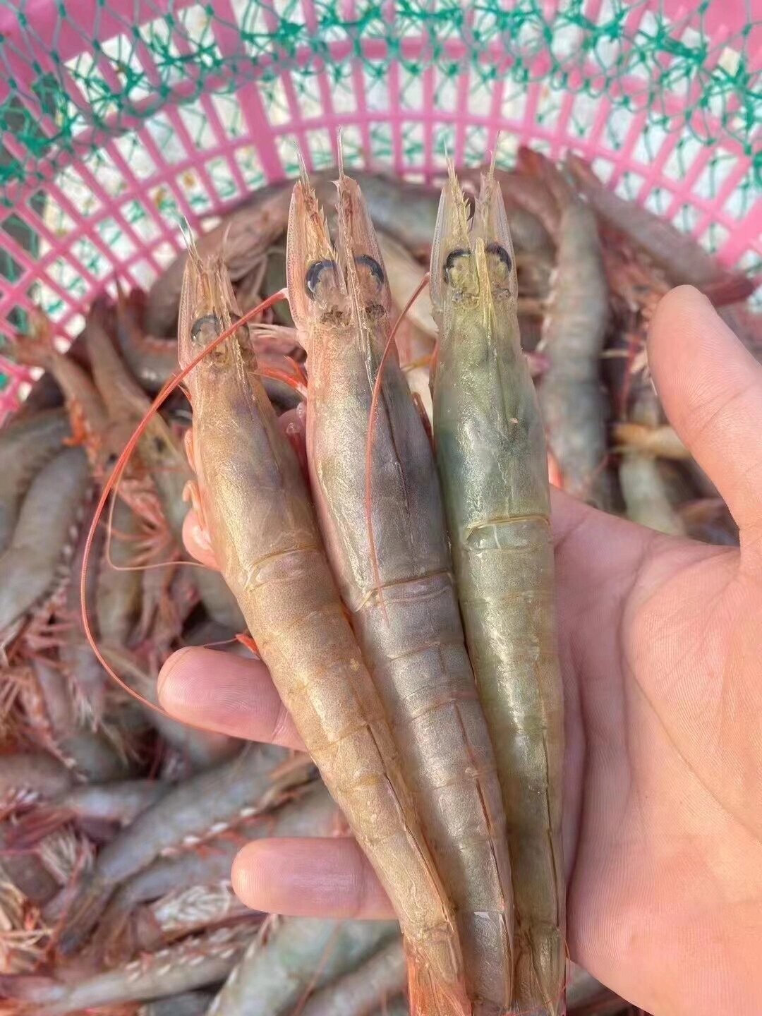 纯正海虾的代表,野生大沙卢虾🦐.