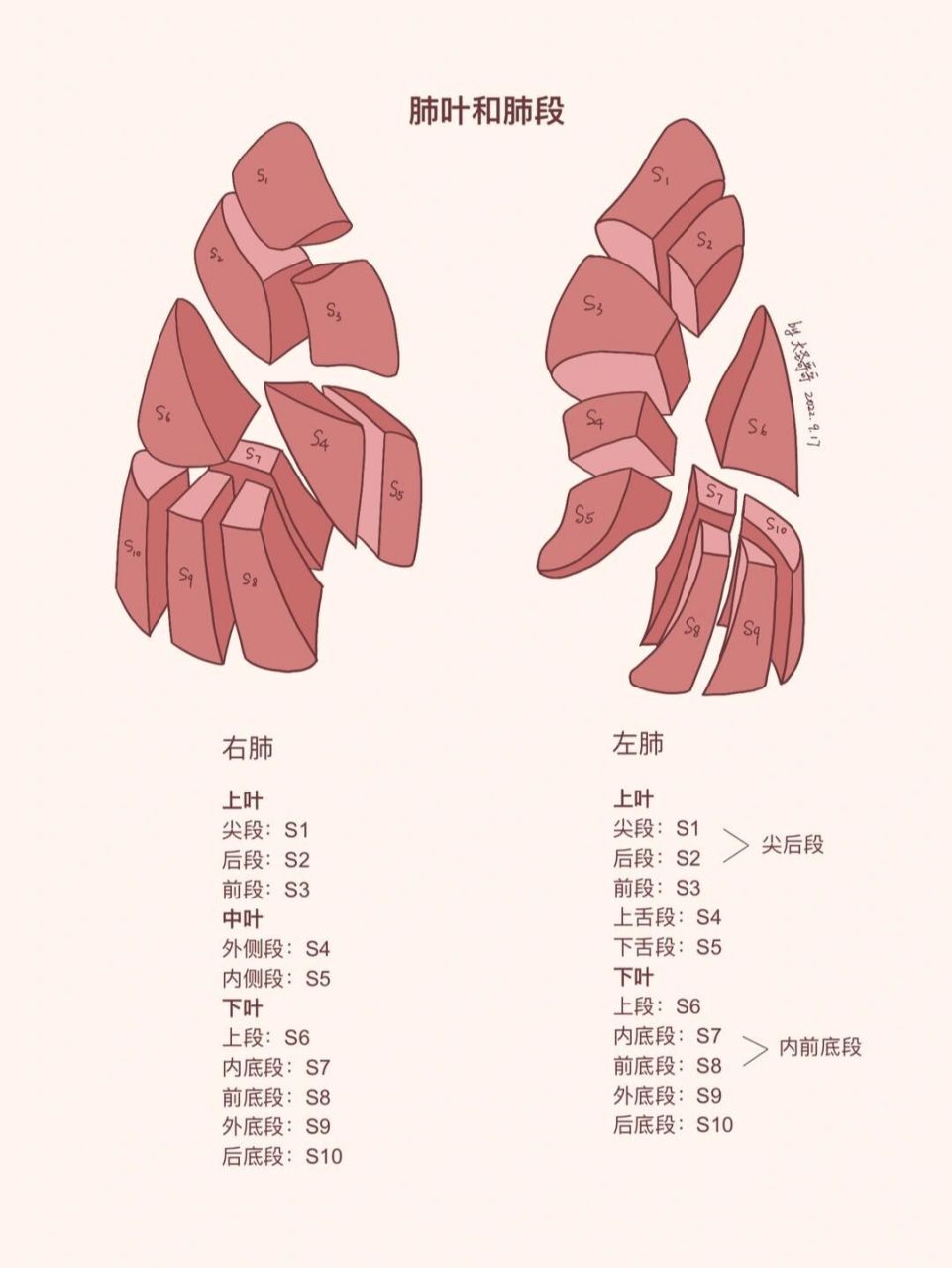 肺的解剖结构图手绘图图片