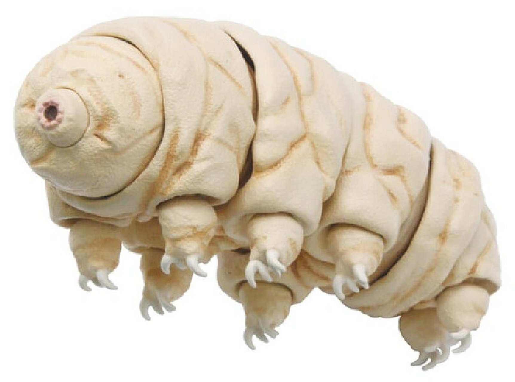 比例放大10000%超强生命力水熊虫 全身躯干四肢皆可动 胖熊一样的