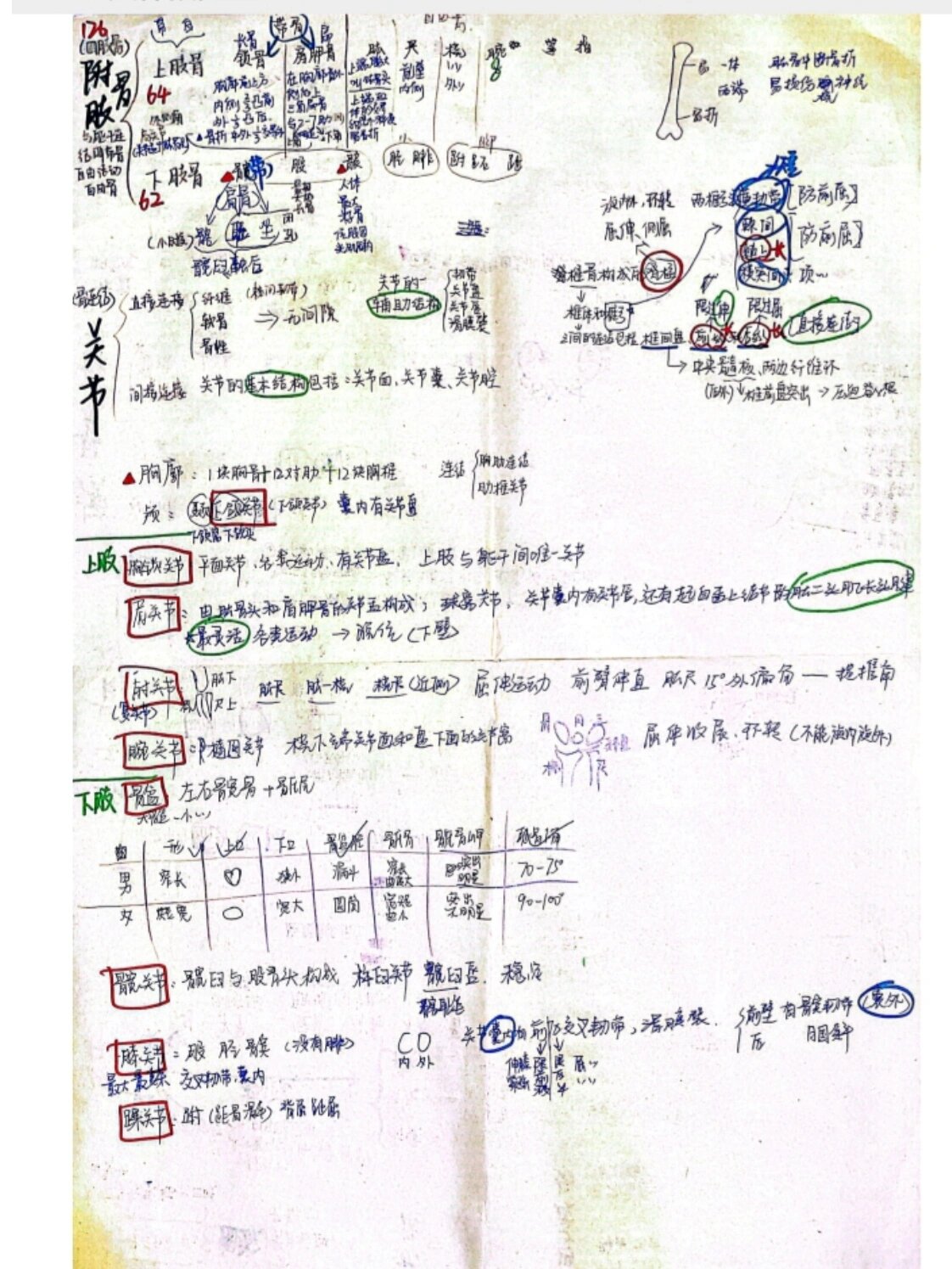 骨与骨连结思维导图图片