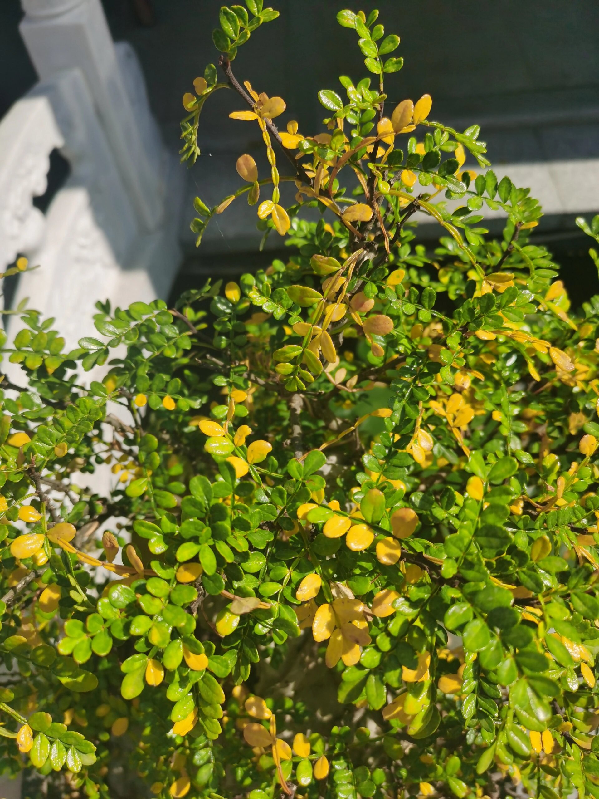 在线等!胡椒木叶子全黄了