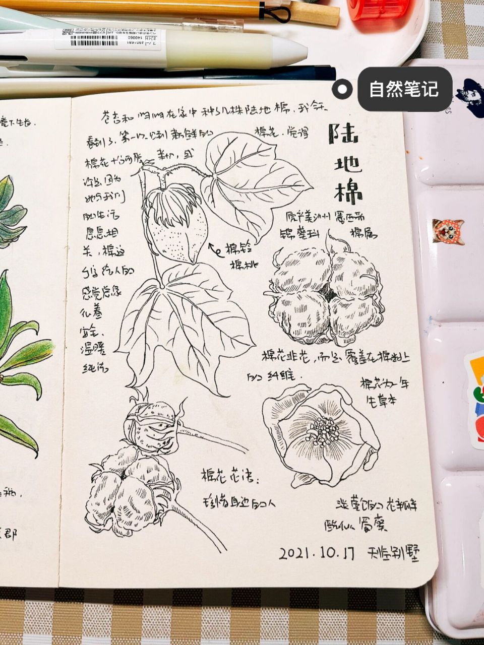 自然笔记|陆地棉|彩铅手绘植物|线描稿 几天没更新,因为颈椎病犯了