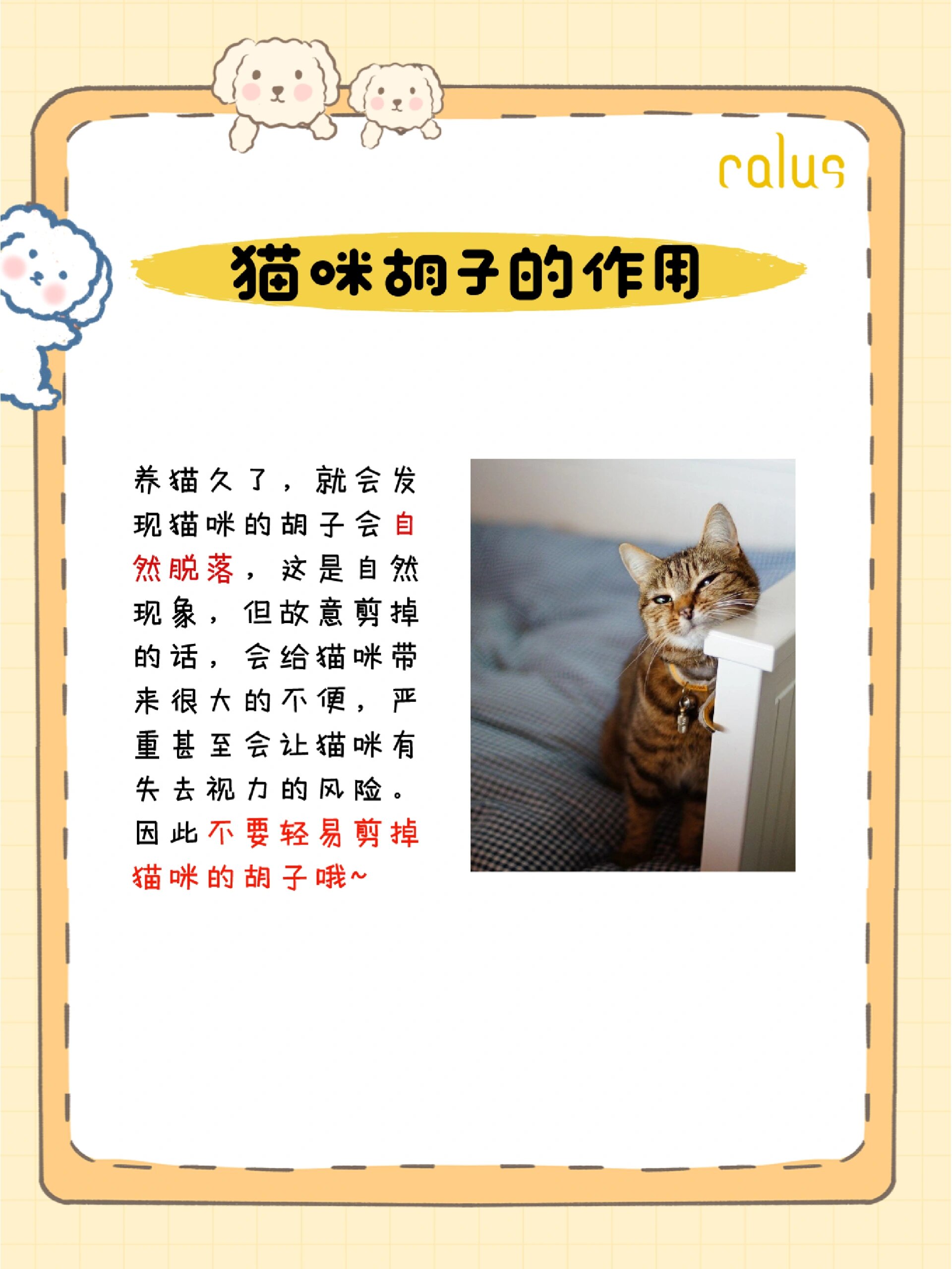 剪了猫的胡子猫死了图片