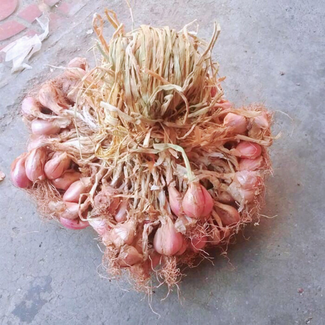 葱蒜大葱,你都认识吗?认识吗?