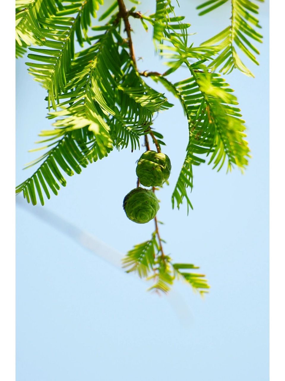 『植』水杉球果|奥林匹克森林公园 前年春天赏海棠花时,无意中捡到